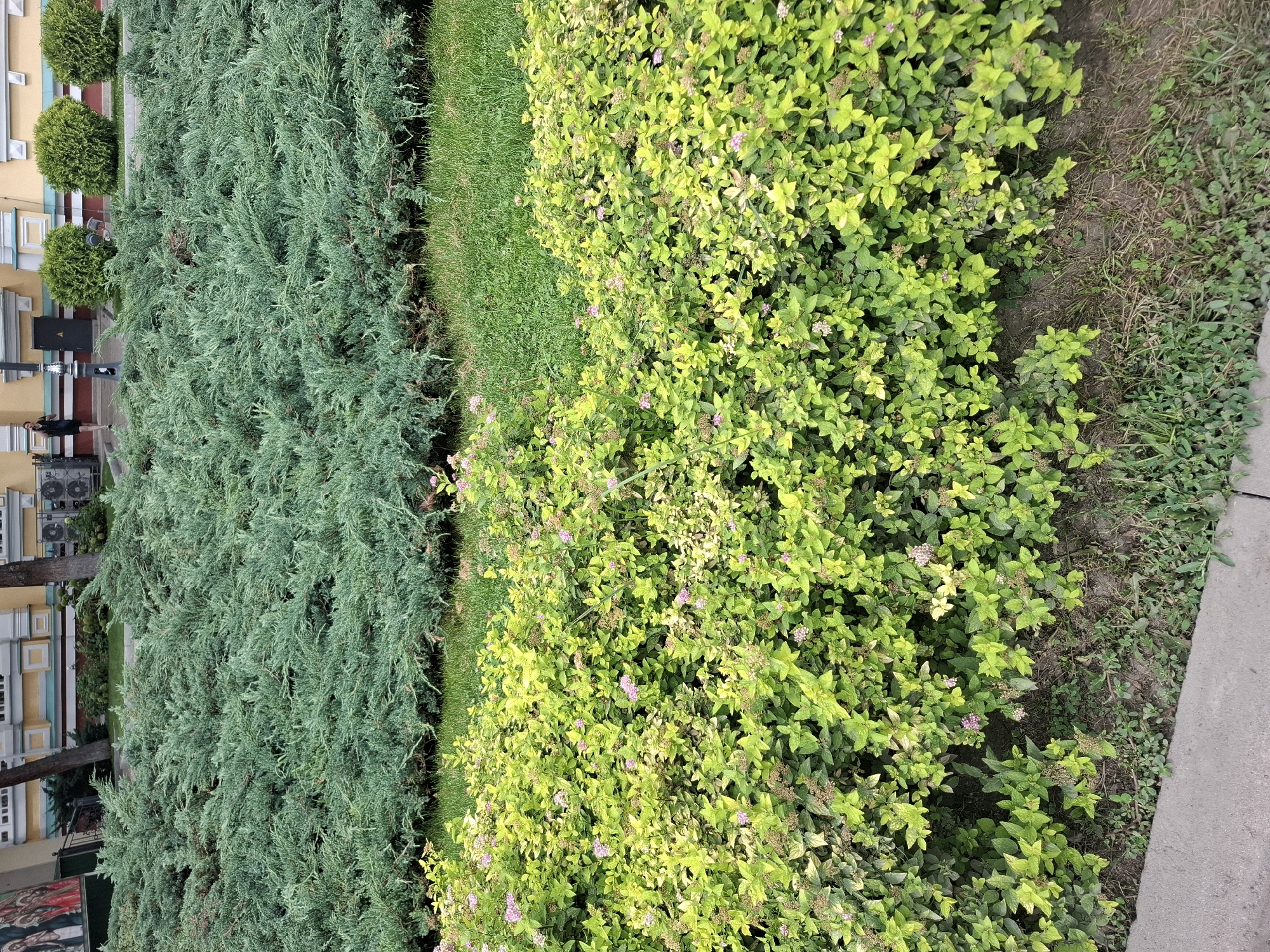 The image depicts a well-maintained park area in Almaty, Kazakhstan, characterized by lush greenery. In the foreground, a vibrant, bushy shrub with bright green and yellow leaves, dotted with small pink flowers, creates a dense hedge. Behind this, a layer of neatly trimmed grass forms a uniform carpet. Further back, a sprawling juniper bush with needle-like, bluish-green foliage dominates the midground. The background reveals a section of a building with a pale yellow facade and decorative elements, suggesting an urban setting. A paved pathway or sidewalk is visible in the bottom left corner of the frame. The overall impression is one of a serene and orderly urban landscape.