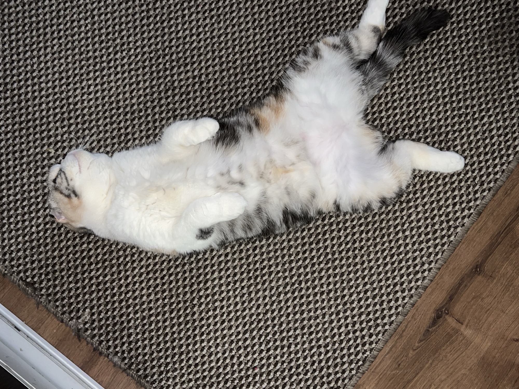 A domestic calico cat lies on its back on a brown and beige patterned rug. The cat has white fur on its stomach and paws. Its tail is black and gray. A white baseboard is visible to the left of the rug, and brown wood flooring is visible to the right. The image location is unknown.