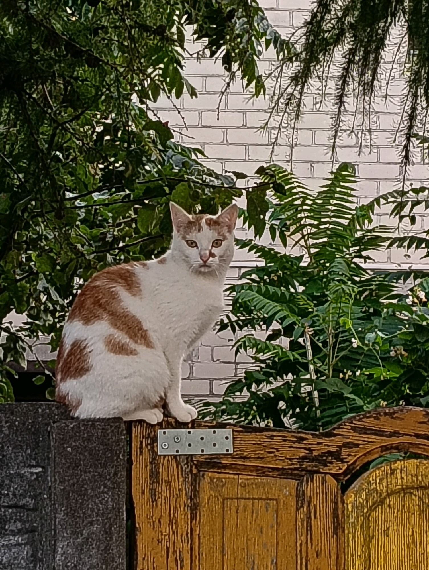 A domestic cat with white and orange fur sits on a wooden fence in Hrodna, Belarus. The cat is facing forward with its ears perked up. In the background, there are green trees and a white brick wall. The fence is made of dark grey stone on the left and weathered yellow wood on the right, with a metal hinge visible on the wooden section. The scene appears to be outdoors during the daytime.