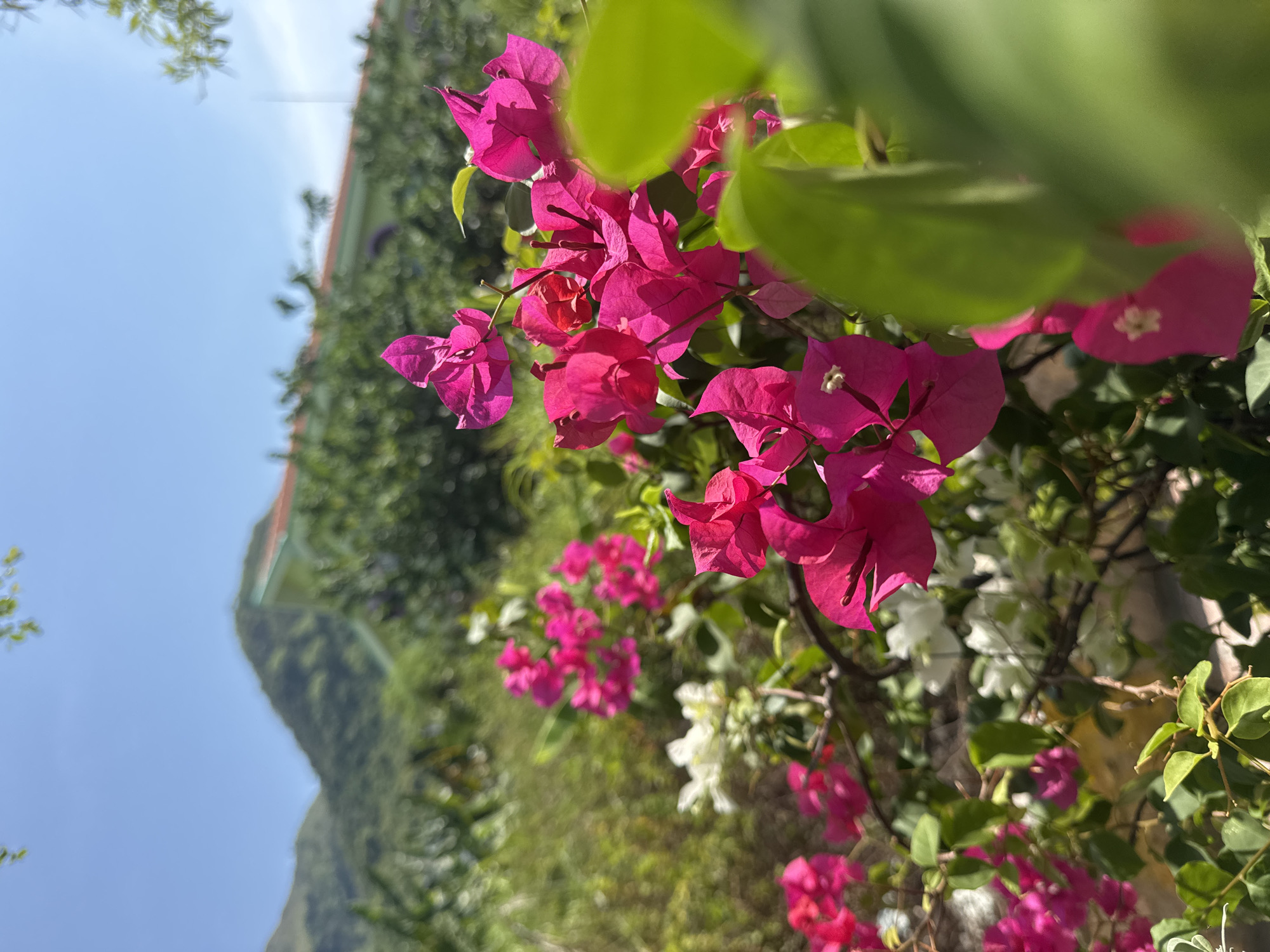 In the city of Nha Trang, Vietnam, a vibrant display of bougainvillea flowers, predominantly in shades of hot pink and fuchsia, is captured in sharp focus. The bougainvillea blooms, with their delicate paper-like bracts, are clustered in the foreground, some accented by white flowers, creating a rich tapestry of color. Partially visible in the background, a building with a light green facade and a terracotta roof is nestled amongst lush green foliage. Beyond the building, rolling hills covered in verdant vegetation rise against a clear blue sky, suggesting a tropical or subtropical environment. The sunlight highlights the textures of the flowers and leaves, casting soft shadows and imbuing the scene with a sense of warmth and natural beauty. The overall impression is one of a tranquil outdoor setting within a populated area, with the bougainvillea acting as a lively focal point against the backdrop of the natural and built environment.
