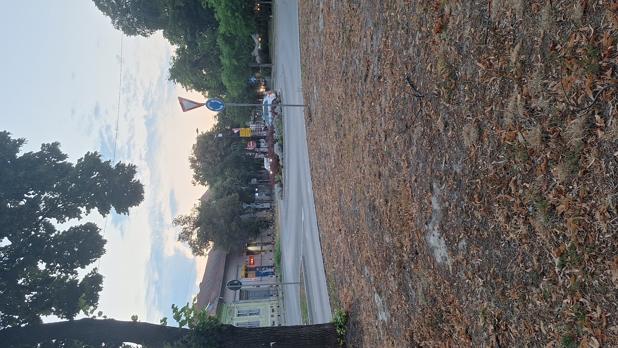 The image captures a street scene in Sombor, Serbia, likely during twilight or an overcast day, given the soft lighting and cloudy sky. The foreground is dominated by dry, fallen leaves scattered across a patch of dry grass and dirt. A large tree with dark bark and dense foliage is visible on the left side of the frame, its branches extending towards the top.
The middle ground features a road intersection with a circular roundabout. Several cars are present, with one silver car actively navigating the roundabout. Traffic signs are visible, including a blue circular sign indicating a roundabout and a red and white triangular sign indicating a yield or give way. The roundabout itself is adorned with a low-lying, decorative planting of small, light-colored flowers or bushes.
In the background, buildings line the street. On the left, a light-colored building with a red tiled roof and light green accents is prominent. Other buildings, some with shop fronts, are visible further down the road, interspersed with trees. A streetlamp is also present. The overall impression is of a calm, urban intersection with some signs of autumn or dry weather due to the abundance of fallen leaves.
