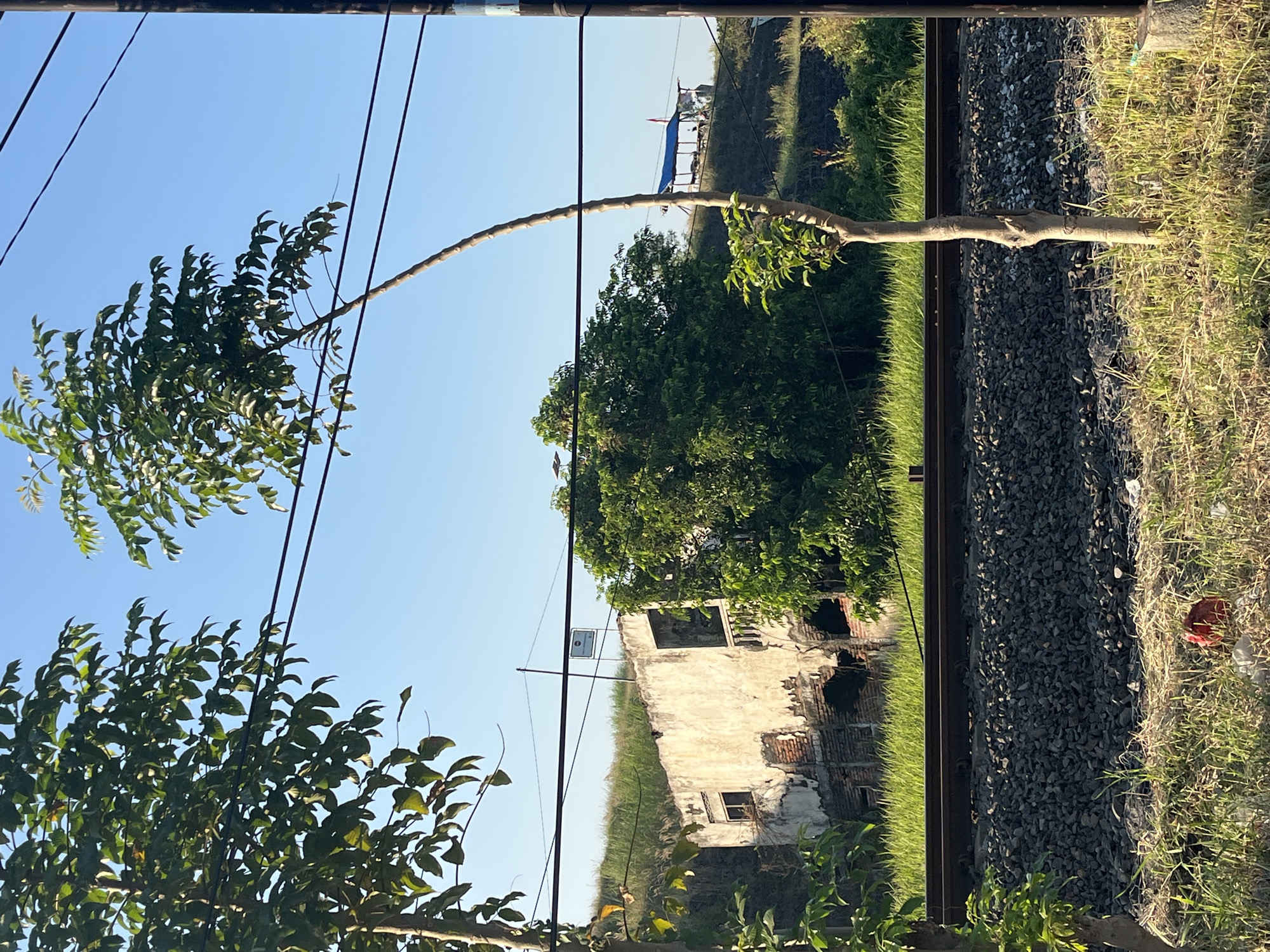 The image depicts a rural or semi-urban landscape with a focus on a disused railway track. In the foreground, a young sapling stands to the right, its slender trunk reaching upwards. To the left, a larger tree with dense foliage partially obstructs the view. The railway track, composed of ballast and rails, runs horizontally across the midground. Behind the tracks, a dilapidated concrete building, appearing to be abandoned or under construction, shows signs of decay with exposed brickwork and broken windows. The building is situated on a grassy embankment. A clear blue sky dominates the upper portion of the image, with power lines crisscrossing the scene. In the far background, a small, blue-roofed structure with a red and white flag is visible on a distant hill. The overall impression is one of an overgrown and somewhat neglected environment, possibly located in the vicinity of Siring, Indonesia, given the style of vegetation and the rural elements. No people are clearly visible in the image.