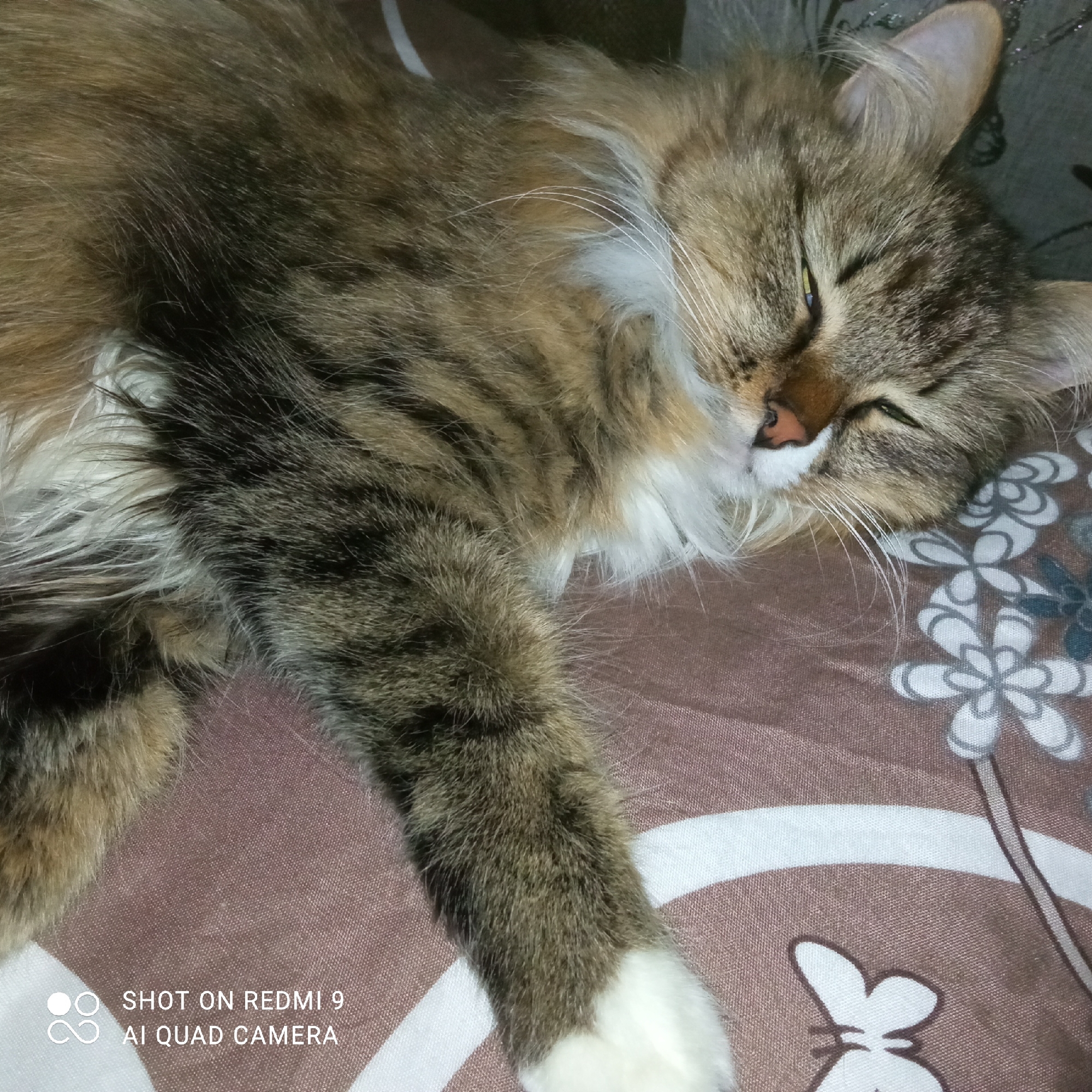 A fluffy tabby cat with brown and gray fur, a white chest, and white paws is lying on a bedspread with a brown background and a floral pattern consisting of white flowers. The cat's eyes are partially closed as if it is sleeping or resting. The camera setting information "SHOT ON REDMI 9 AI QUAD CAMERA" is present in the bottom left corner of the image. The image location is in the city of Chaikovsky, Russia.
