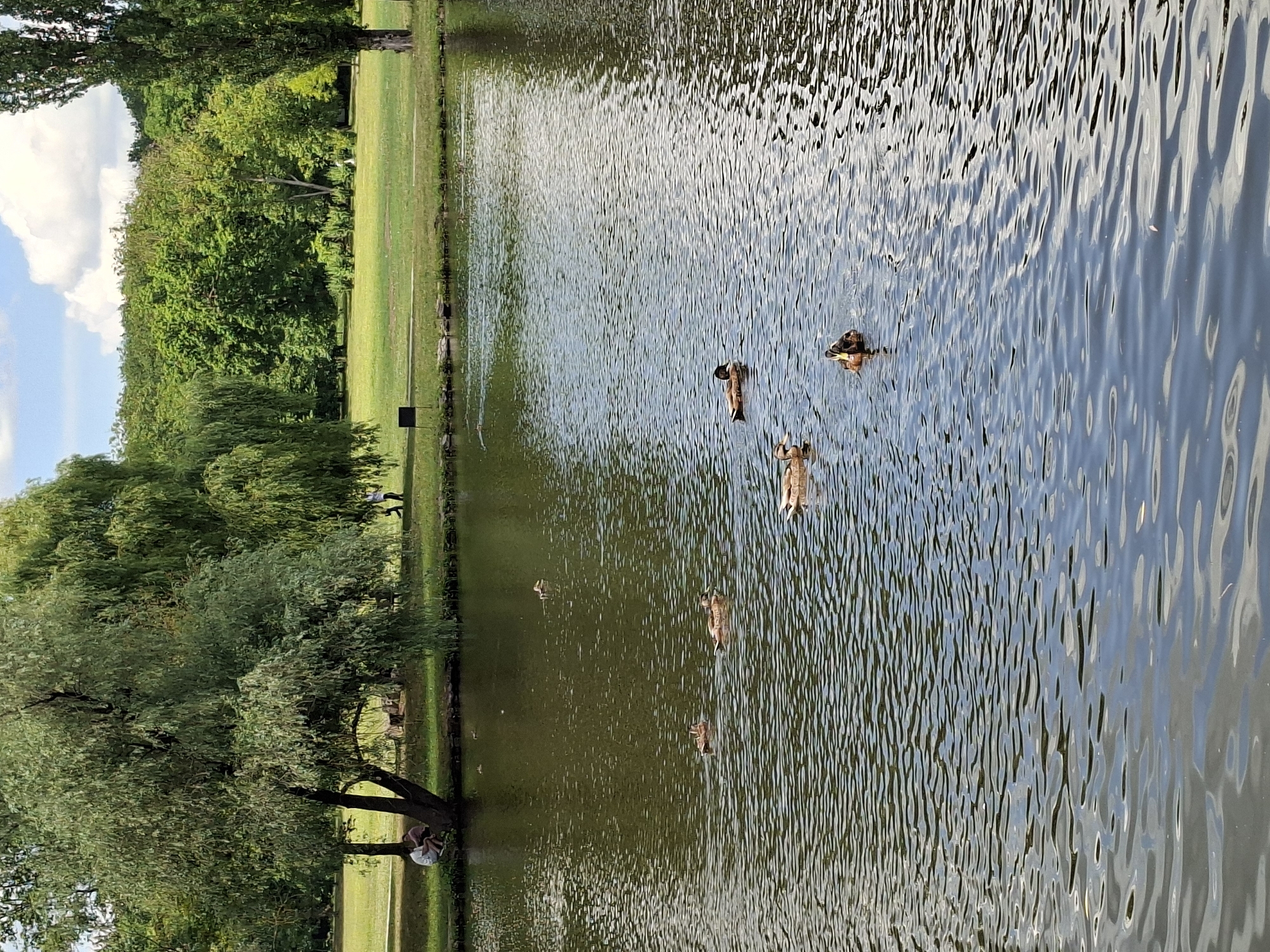 This is a medium-shot, horizontal, eye-level photograph of a lake in a park in Chișinău, Moldova. Several mallard ducks are swimming on the rippling, dark green water. In the foreground, the water has lighter, reflective ripples. In the mid-ground, a group of four mallards are swimming together, and another single mallard is further away. In the background, on the far bank of the lake, there are lush green trees and grass. A large, leafy tree with drooping branches dominates the left side of the background, with two people sitting beneath it. Other trees and greenery form a dense line along the horizon. The sky above is a bright blue with scattered white clouds.