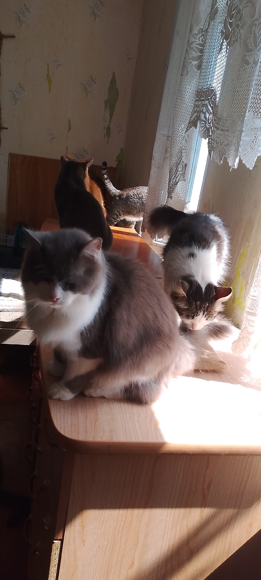 Four cats are on a wooden table near a window with lace curtains. One cat in the foreground is light gray and white, sitting facing the camera with its paws tucked under. To its right, a dark gray and white cat is bent over, appearing to eat or drink. Further back, a dark gray cat is sitting facing away from the camera, and a tabby cat is standing. The room has light-colored, patterned wallpaper and natural light streaming in from the window. The scene appears to be an indoor domestic setting, possibly a living room or dining room.
