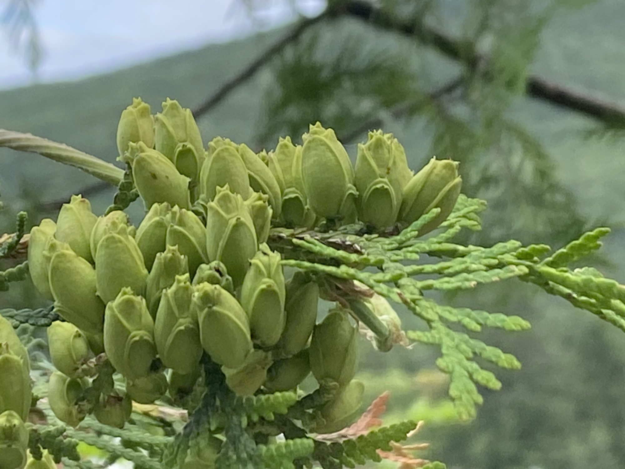 The media file is a close-up, eye-level shot of a cluster of developing cones on a cedar tree branch. The cones are a vibrant green and are tightly packed together, appearing to be in an early stage of development. They have a bulbous shape with a pointed tip. The cedar branch itself is also green, with small, scale-like leaves characteristic of coniferous trees. In the background, the scene is softly blurred, suggesting a natural outdoor setting. The backdrop consists of muted green foliage and a hint of a light blue sky, indicating it is daytime. The lighting appears to be soft and diffused, possibly an overcast day or a shaded area, which helps to highlight the texture and form of the cones. There are no people or any visible text in the image. The focus is entirely on the botanical details of the cedar cones and foliage. The overall impression is one of natural growth and the subtle beauty of plant life. The location context of Purkersdorf, Austria, suggests this image was captured in a European temperate climate.