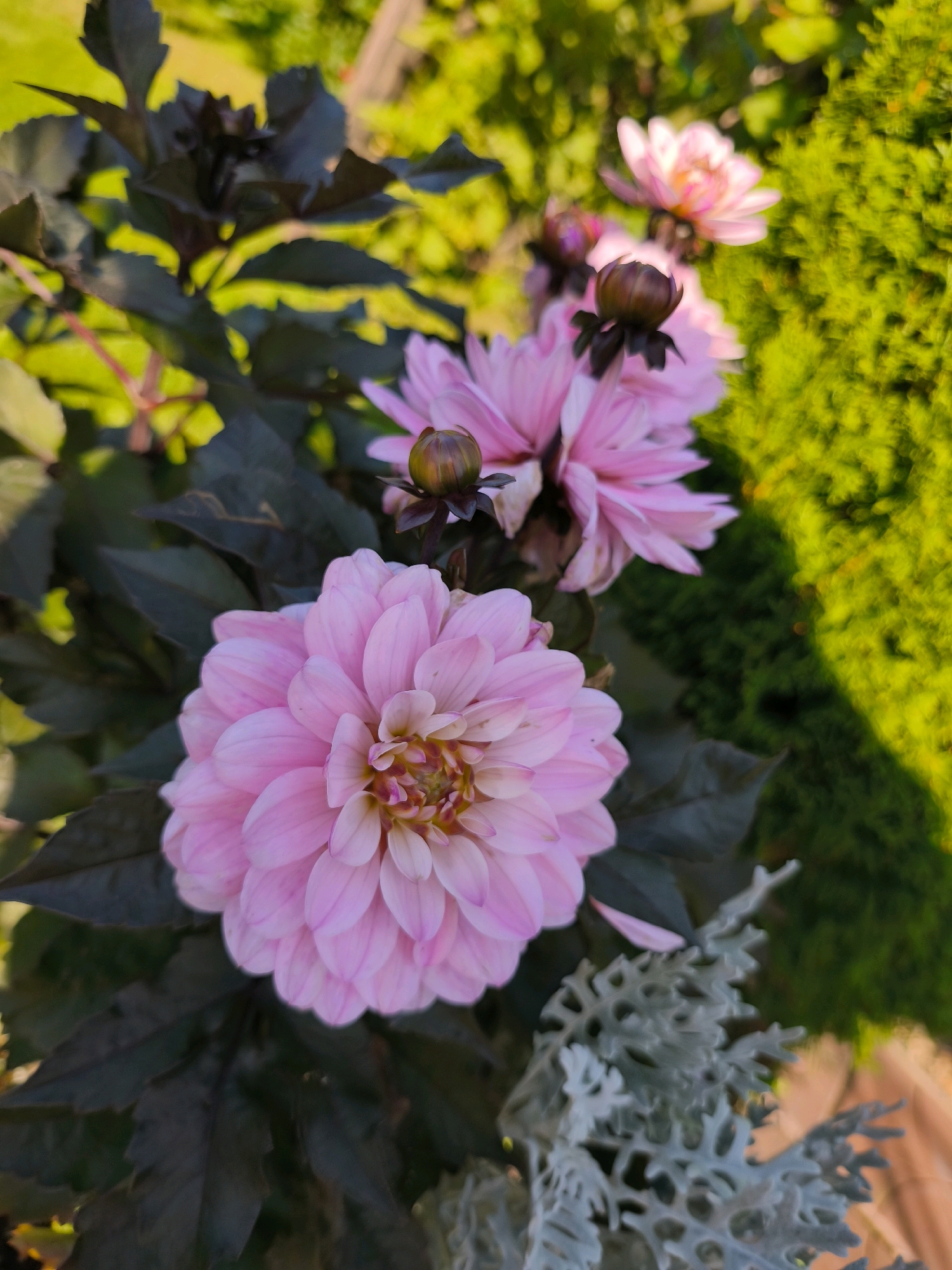 The image displays a close-up view of several pink dahlias and their buds amidst dark green foliage. The flowers exhibit multiple layers of delicate petals, with the bloom in the foreground being the most prominent. In the background, a blurred green hedge and yellow and green foliage suggest an outdoor setting. There are no people or animals visible. The overall scene is an outdoor garden, with the flowers and surrounding plants being the primary subjects. The lighting suggests it is daytime, possibly late afternoon due to the warm tones in the background. There is no identifiable indication of the location being in Vyshegorod, Russia.