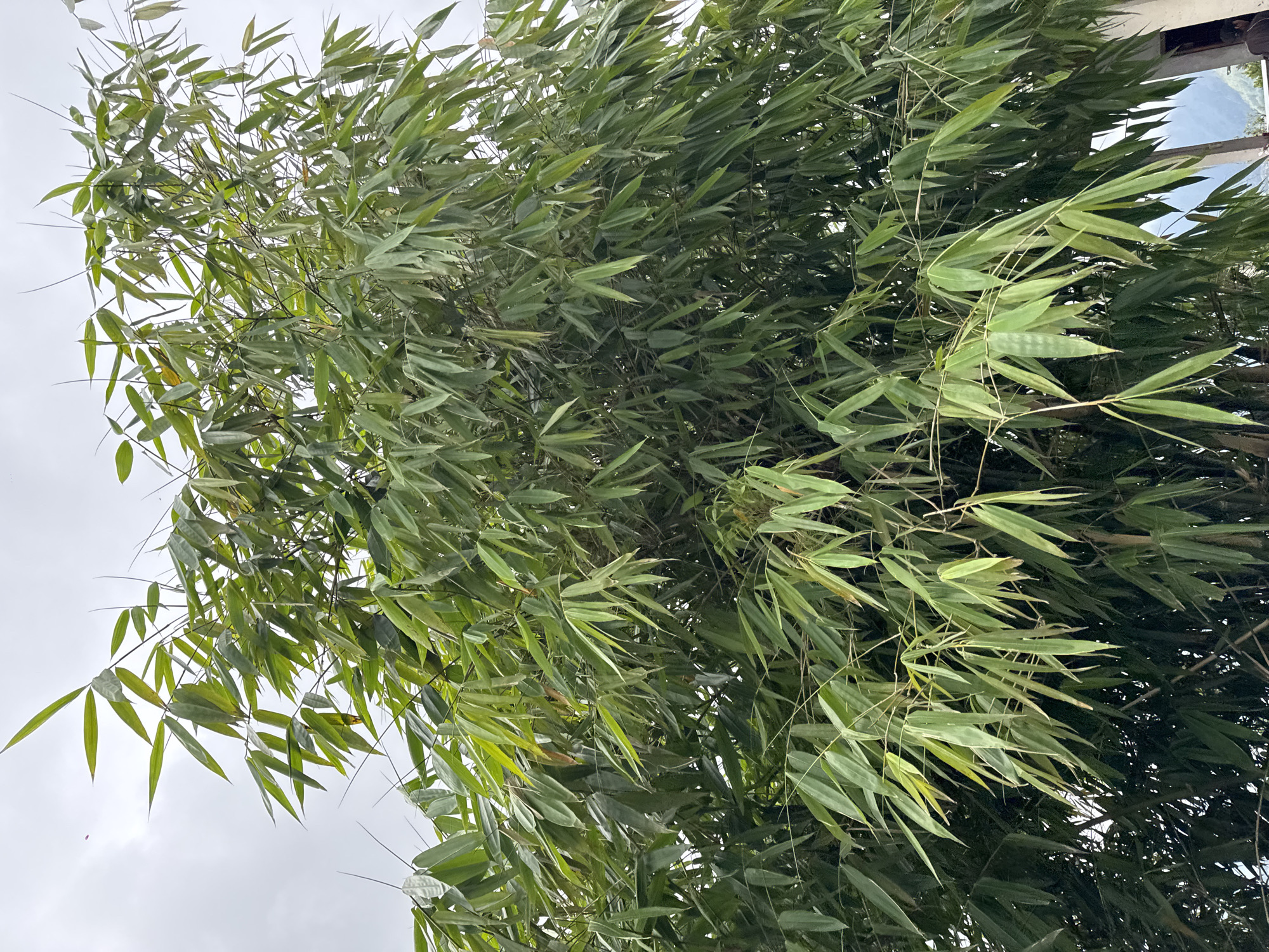 In Kintamani, Indonesia, a dense bamboo tree dominates the foreground of the image, its lush green foliage stretching across the frame against a cloudy sky. The bamboo branches are laden with long, slender leaves, some of which are tinged with yellow, suggesting varying stages of growth or natural variations. The overall impression is one of vibrant natural growth, with the bamboo forming a thick canopy. In the upper left corner, a tiny red object, possibly a kite, is visible against the overcast sky, adding a subtle human element to the scene. The lower right edge of the image shows a hint of a building with a white wall and a doorway, with a portion of a person's shoulder visible, suggesting the presence of human habitation in the vicinity of this natural landscape. The background also reveals glimpses of distant hills, indicating a rural or semi-rural setting.