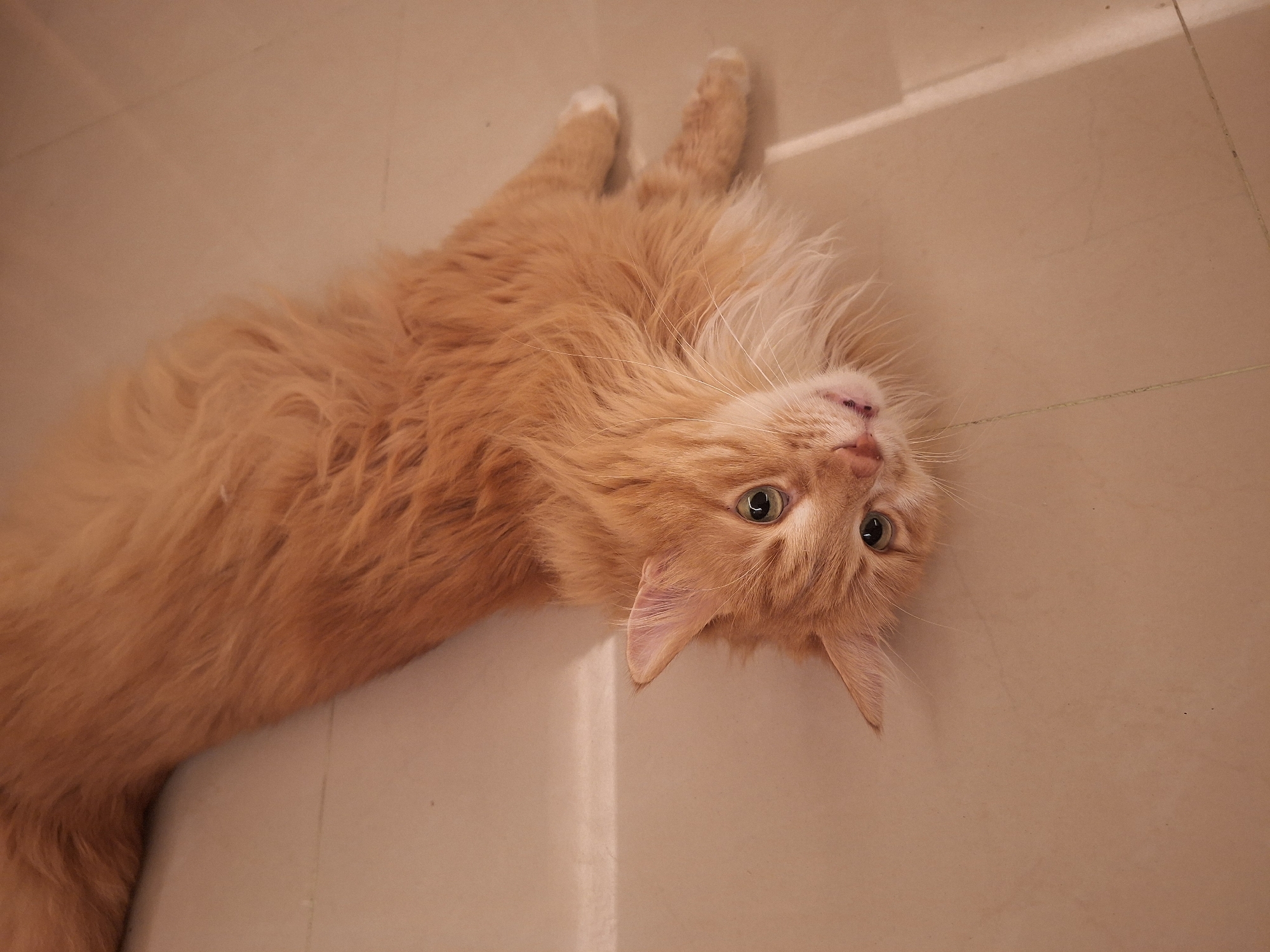 An orange, long-haired cat is lying on a tan tile floor with a grout line. The cat is oriented with its head near the grout line, upside down. The cat has green eyes, white whiskers, and white markings on the tips of its paws. The cat is lying still. The photo was taken indoors. There is no indication of a location in Varna, Bulgaria.