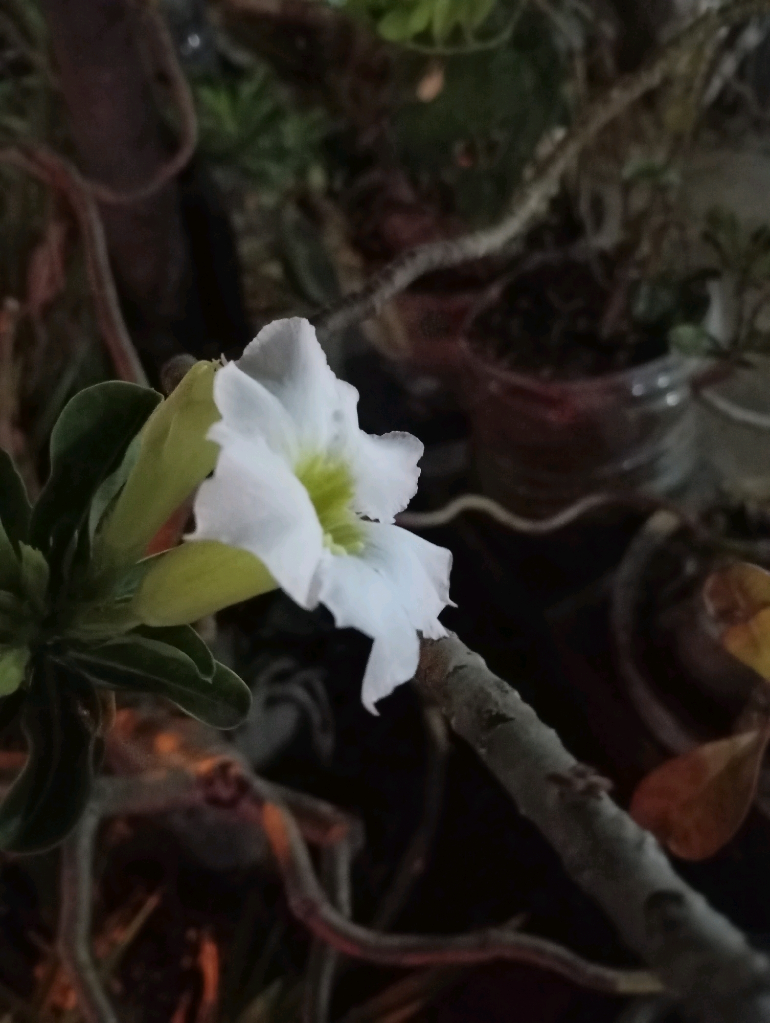 A close-up, low-angle, outdoor shot shows a white flower with pale green accents in the center, blooming on a plant with dark green leaves. The flower is positioned to the left of the frame, with its petals unfurling. Behind the flower, the background is blurred, with dark tones and hints of green foliage. Several gnarled branches, one of which runs diagonally across the foreground, are visible. The setting appears to be a garden or a natural environment, with the lighting suggesting it might be dusk or a dimly lit area. The image was taken in Randegan, Indonesia.