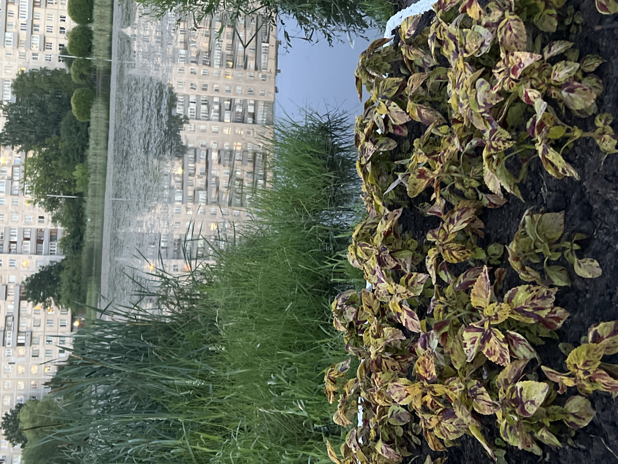 The image shows a close-up of a patch of coleus plants with variegated leaves in shades of green, yellow, and burgundy. The plants are growing in dark soil. In the background, a body of water, possibly a pond or canal, reflects the light. Beyond the water, a large, multi-story apartment building with numerous windows is visible. The building appears to be made of concrete or a similar material and has a uniform facade. Tall, green grasses and reeds are growing along the edge of the water, separating it from the foreground plants. The overall scene suggests an urban or suburban environment with a mix of natural elements and residential buildings. The lighting indicates it is likely daytime, possibly late afternoon or early evening given the somewhat diffused light and the illumination of some windows in the building. There is no visible text in the image. The scene appears calm and serene.