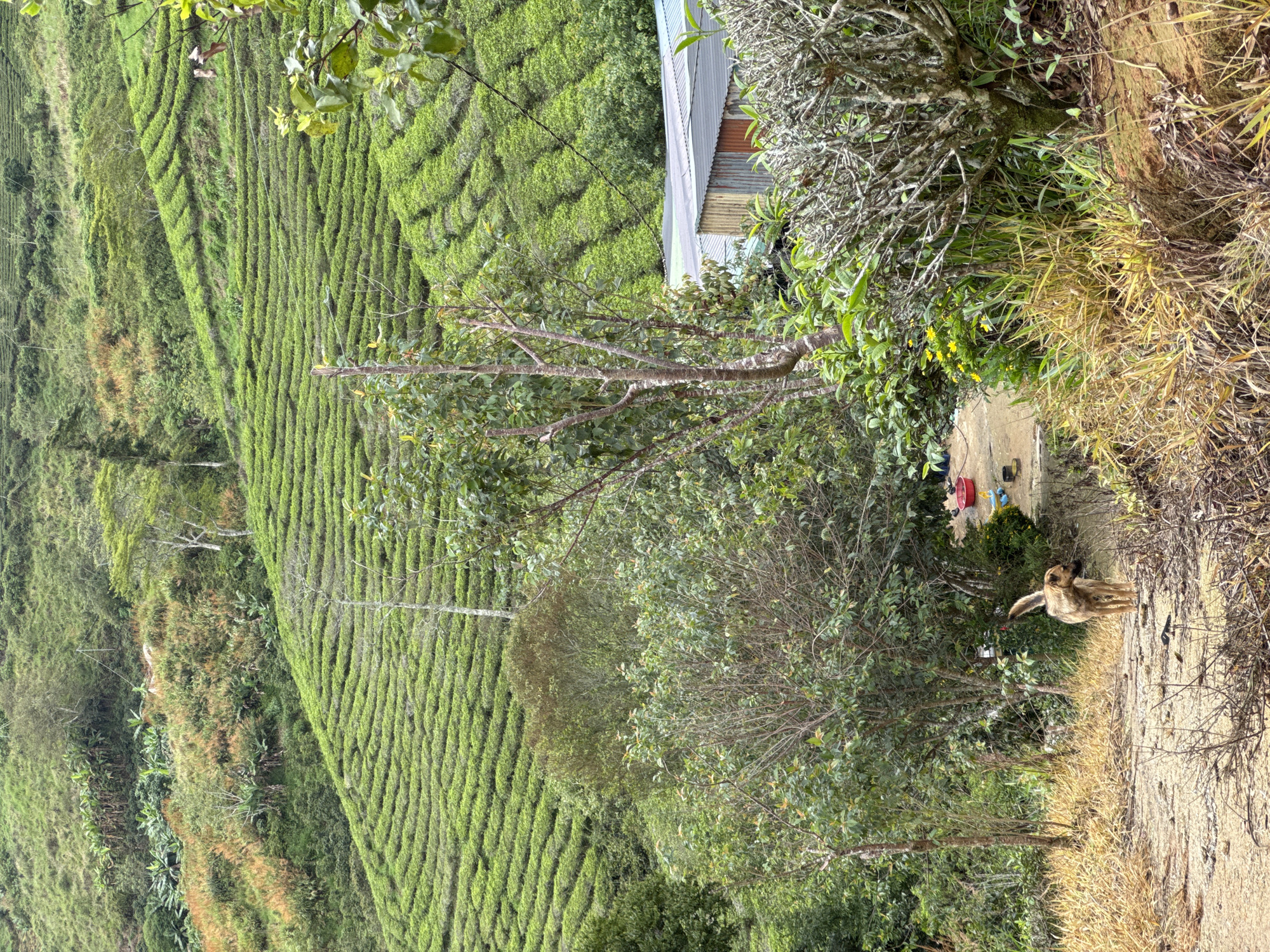The image shows a verdant terraced hillside, likely a tea plantation, in Trường Thọ, Vietnam. A small, corrugated metal-roofed structure is visible amid the dense greenery. A path runs along the edge of the hillside. A tan-colored dog stands on the path near some vegetation. On a concrete surface next to the path, there's a red bucket and other items.