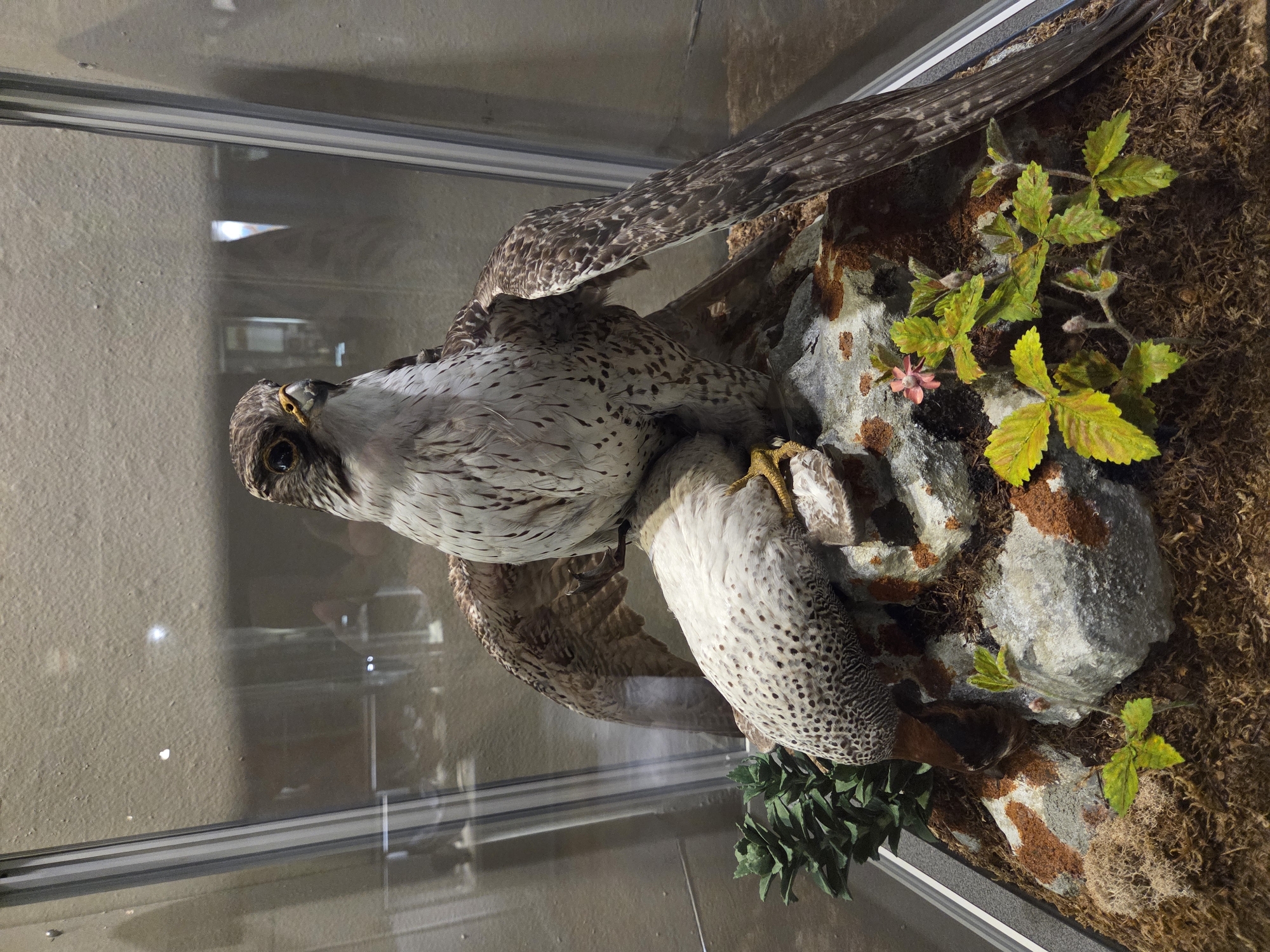 The image shows a taxidermied diorama of two falcons within a glass display case. The larger falcon is standing upright with its wings spread slightly, and its head is turned to the left, looking forward. Beneath it, a smaller falcon is lying on its back, with its head tucked towards its body. The falcons are perched on a rocky surface covered with moss and small plants, including a single pink flower. The diorama is illuminated, and reflections are visible on the glass. The background is a neutral-colored wall, possibly within a museum or educational institution. There is no indication of the specific location in Yekaterinburg, Russia, beyond what is present in the image.