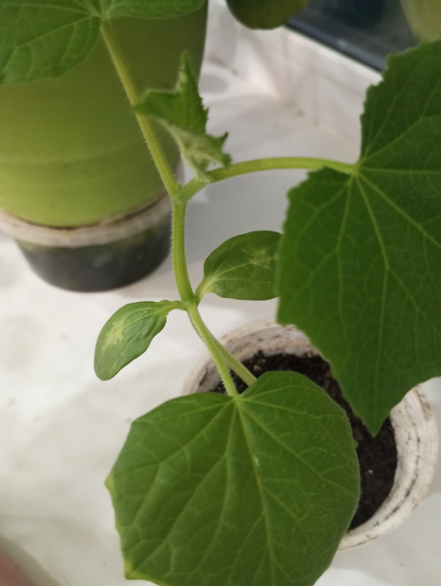 This is a close-up, eye-level, medium shot of a young cucumber plant seedling in a small white pot. The seedling has a fuzzy green stem with two sets of leaves. The lower set of leaves are larger and darker green, while the upper set are smaller and lighter green, with some yellowing on one of the leaves. The pot is sitting on a white, textured surface, likely a windowsill. In the blurred background, a larger green pot is visible. The lighting suggests an indoor environment, possibly near a window. The image provides no information that can be used to determine its location in Verkhnyaya Pyshma, Russia.