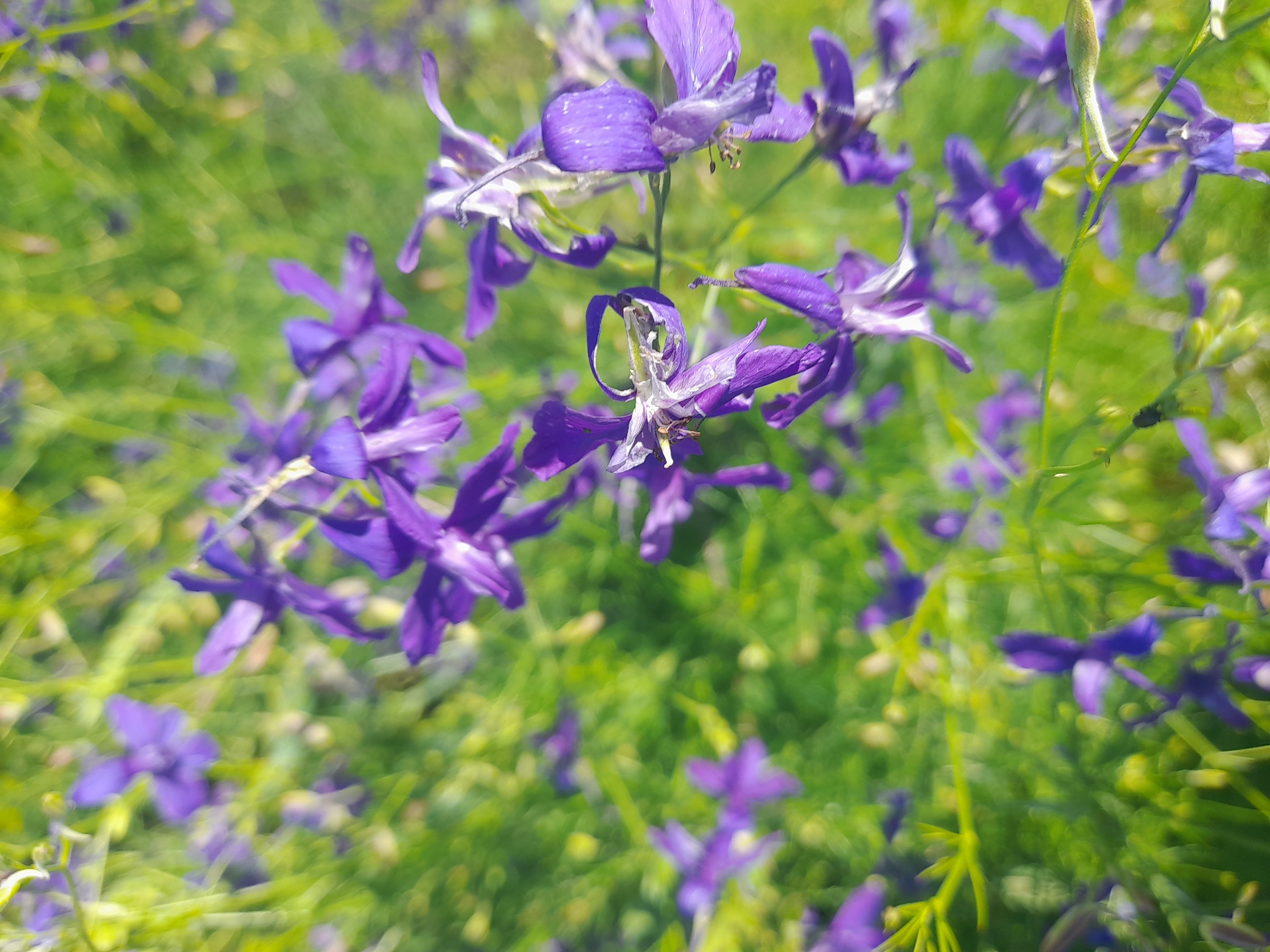 This is a close-up, vertical, outdoor photograph of purple wild flowers with green foliage in the background. The image is taken from a low angle, looking up at the flowers. The flowers are out of focus, with some appearing sharper than others. The background is a blur of green and yellow, suggesting a sunny day. The specific location of Andriivka, Ukraine, is not visible in the image itself. There are no people or animals present in the photograph.