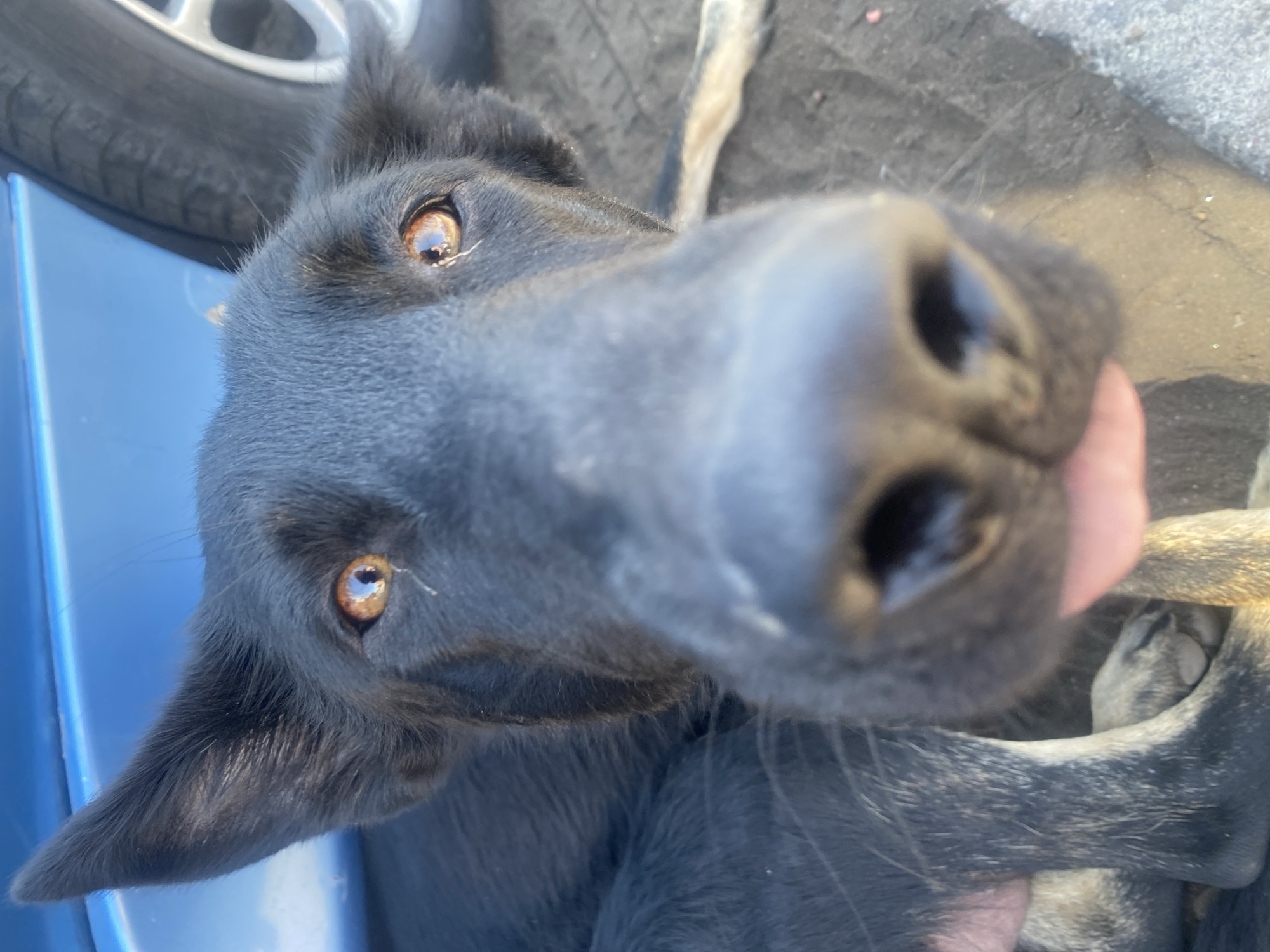 A close-up photograph shows a black dog, possibly a German Shepherd mix, with brown eyes and a large, wet nose filling much of the frame. The dog is positioned near a blue car, evident by the blue surface visible on the left side. The top left corner shows a tire and wheel of a vehicle. The dog is likely being petted, as a hand is visible near its nose. The location in Arica, Chile, cannot be determined from the given visual information.