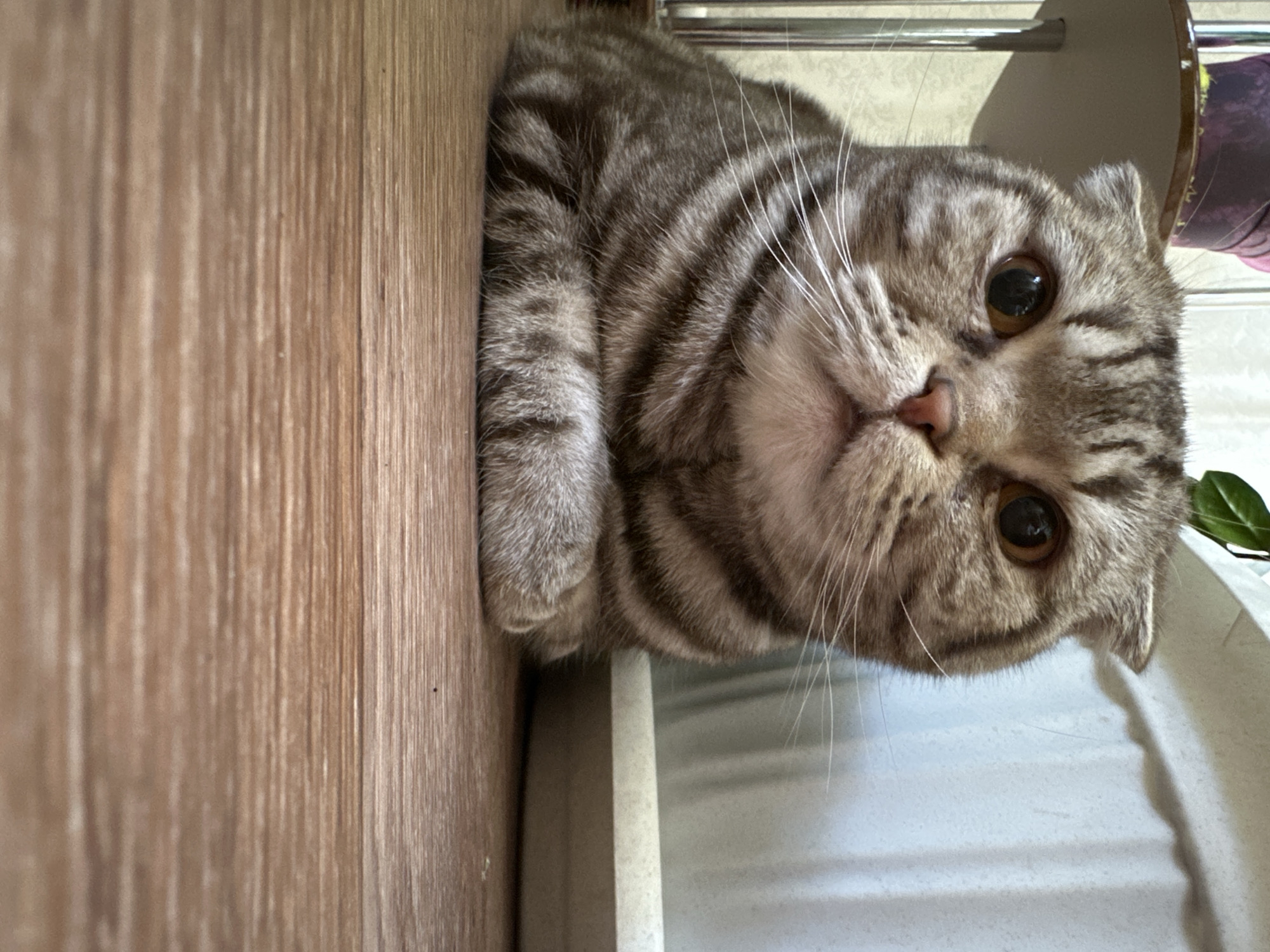 A medium shot depicts a Scottish Fold cat lying on a white surface next to a wooden wall or cabinet. The cat has distinctive folded ears, amber eyes, and a tabby coat with gray and brown stripes. Its paws are visible, resting on the edge of the white surface. A plant in a purple pot is seen in the background on the right side of the frame. The scene is lit with natural light.