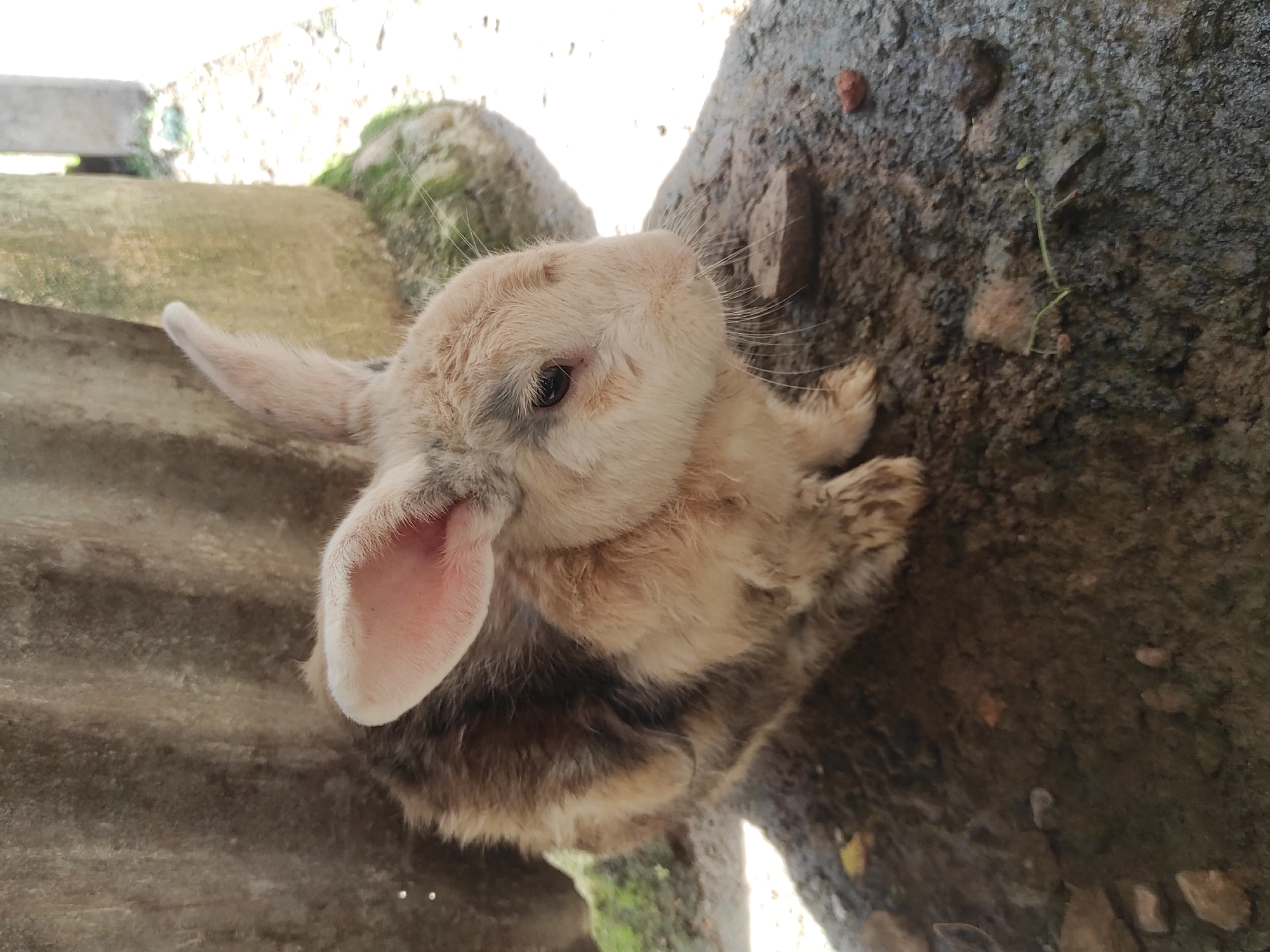 The image features a light-colored rabbit, primarily cream or tan on its head and ears, with darker brown and grey fur covering its body. Its right ear is prominently displayed, showing a pink inner surface, while its left ear is partially visible, pointing backward. The rabbit possesses dark, alert eyes and long, distinct whiskers. It is captured looking upwards and slightly to the right, conveying a sense of curiosity or attentiveness.
The rabbit is situated in an outdoor setting in Lhokseumawe, Indonesia. It is positioned on a textured, dark grey surface, likely concrete or stone, which appears somewhat damp or earthy. To the immediate right of the rabbit, another larger, darker textured surface is visible, strewn with small debris and a slender green plant sprout. In the background, especially on the left side of the frame, lighter concrete or stone structures can be seen, some adorned with patches of green moss. The scene is illuminated by bright, diffused light, indicating it is daytime with clear weather conditions. There are no people or visible text present in the image.