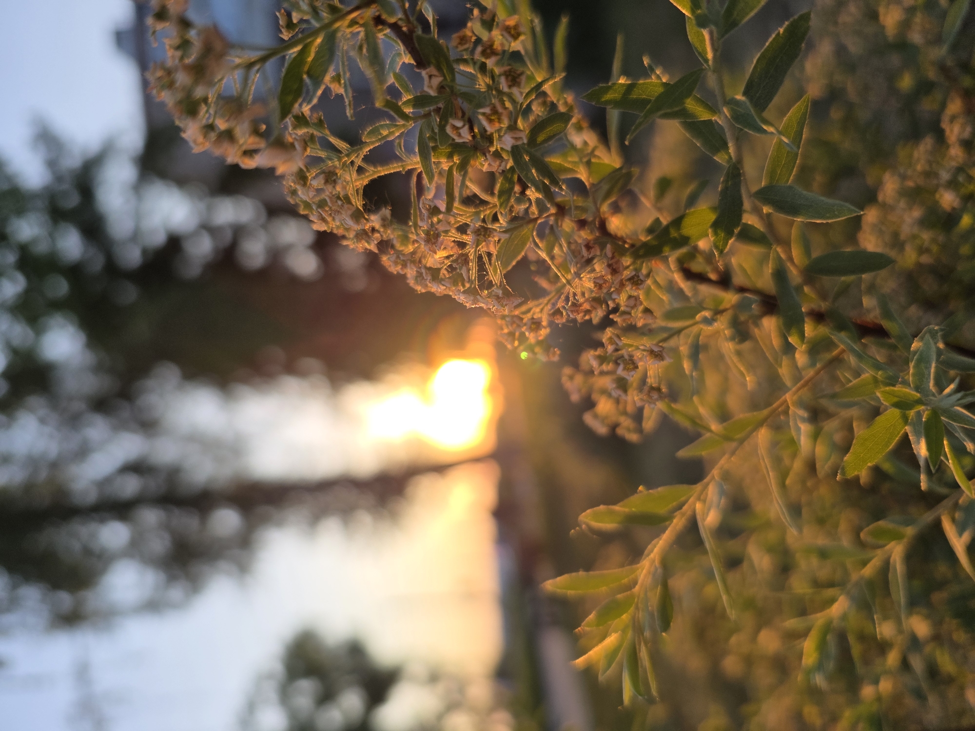 The image shows a close-up view of foliage with the sun visible in the background. The foliage is in focus and illuminated by the setting sun. The background is blurred, but suggests a landscape, possibly in Chaikovsky, Russia. No people are visible. The scene appears to be a photograph taken at sunset, capturing the light and details of the plant life.