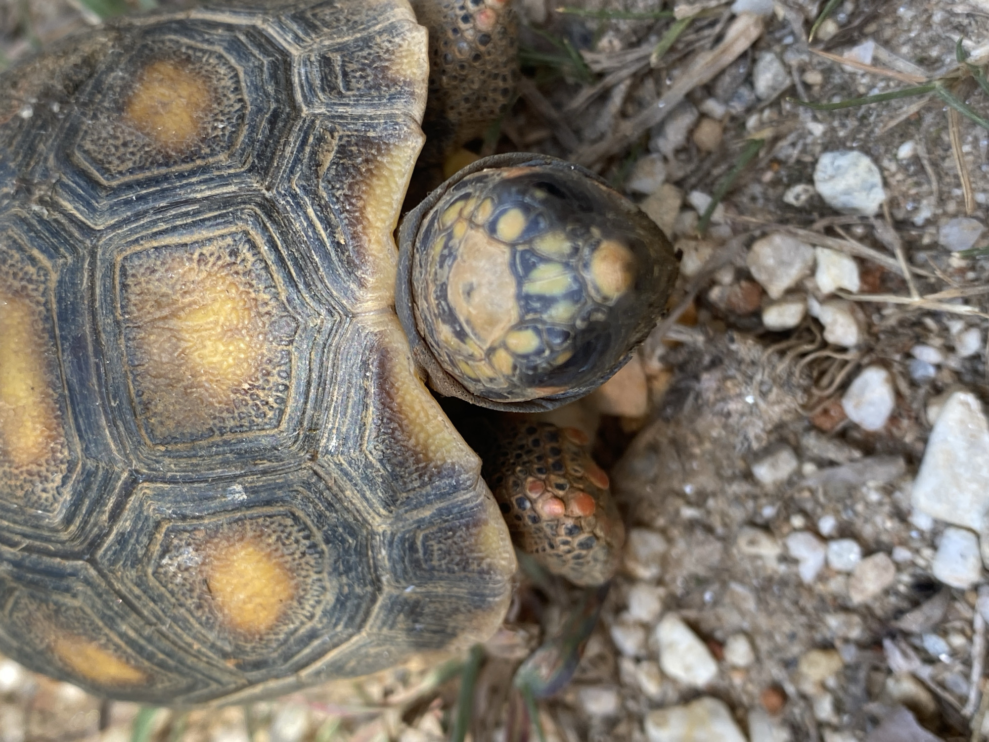 Close-up of a yellow-footed tortoise on a rocky ground. The tortoise's shell is partially visible, showing a pattern of dark outlines around yellow-orange scutes. The tortoise's head and one leg are visible, showing a dark mottled pattern with yellow spots. The ground is composed of small rocks and pebbles. The image was taken outdoors in what looks like the city of Tinaquillo, Venezuela.