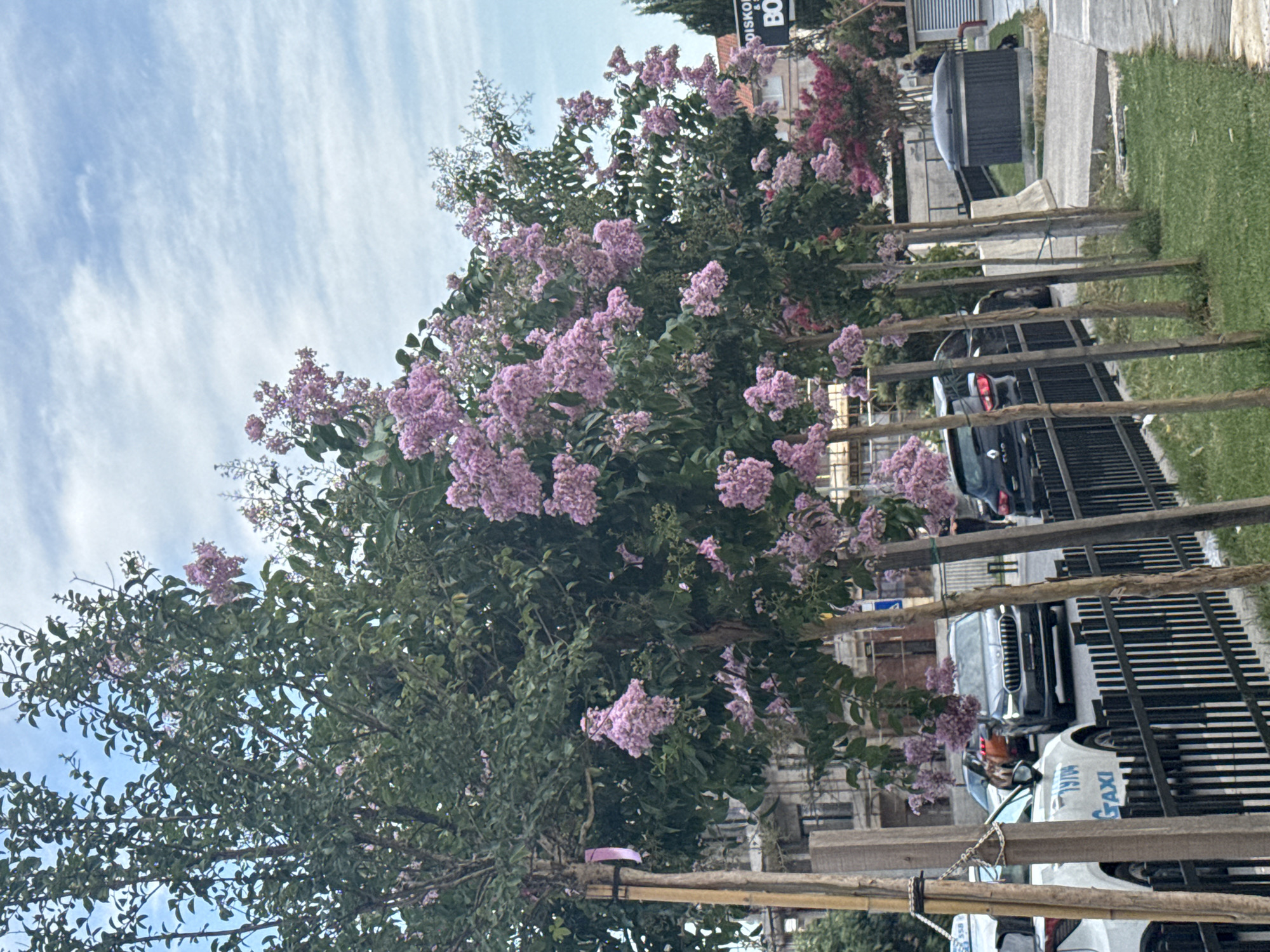 The image shows a row of young trees with delicate pink flowers, likely crape myrtles, planted along a sidewalk. The trees are supported by wooden stakes. In the background, there are cars parked along a street, including a white taxi with Hebrew lettering that appears to say "TAXI". Buildings are visible behind the cars. The sky is partly cloudy. The scene appears to be during the daytime. The overall impression is one of an urban streetscape with added natural beauty from the flowering trees.