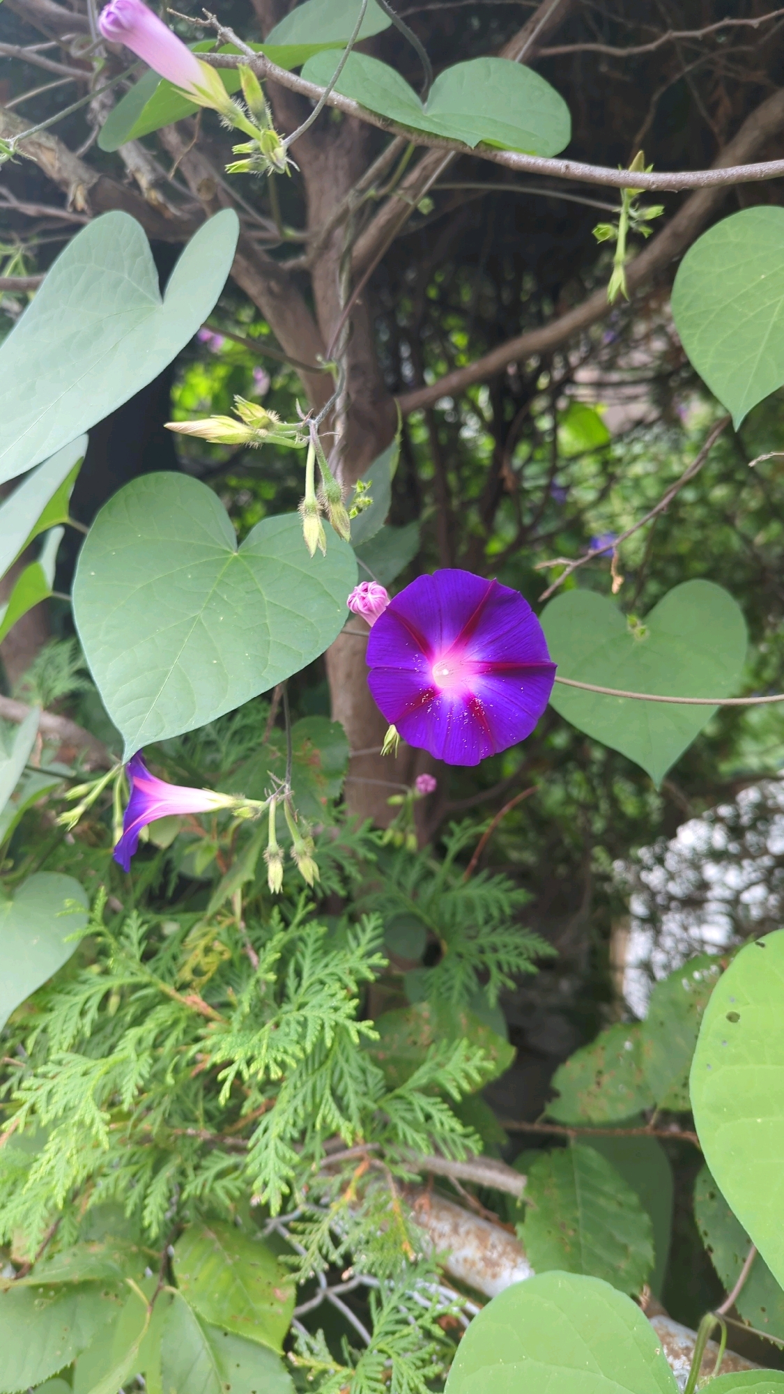 This is a close-up, outdoor, eye-level photograph of a blooming morning glory vine. The vine is supported by a tree trunk and some fencing. The dominant colors are green from the heart-shaped leaves and the fern-like foliage, and vibrant purple from two fully bloomed morning glory flowers. One flower is in the center right of the frame, its petals fanned out to reveal a bright pink and white center with visible pollen. The other flower is on the lower left, partially unfurled, showing a gradient of pink to purple. Several unopened buds, with fuzzy exteriors, are also visible along the vine. The background is a soft blur of darker greens and browns, suggesting a natural setting within a garden or park. The image does not contain any people or actions. The specific location within Montreal, Canada is not discernible from the image itself.