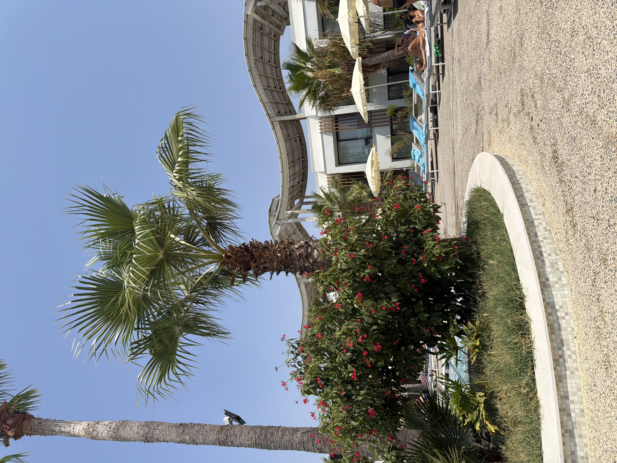 This is a ground-level, eye-level, medium shot of a poolside area at a resort in Oroklini, Cyprus. The scene is brightly lit by natural sunlight under a clear blue sky. In the foreground, a curved planter bed with decorative mosaic tile edging is filled with green grass and a lush, flowering bush with numerous small red blossoms. Behind the planter, several lounge chairs, some occupied by sunbathers, are arranged on a textured concrete patio. A large palm tree dominates the left side of the frame, with another palm tree further back. In the background, a modern hotel building with a wavy, architectural roof structure is visible, along with more palm trees and beach umbrellas. Several people are visible relaxing on lounge chairs, with one person appearing to be in conversation with another. The overall impression is one of a tranquil, sunny vacation resort.