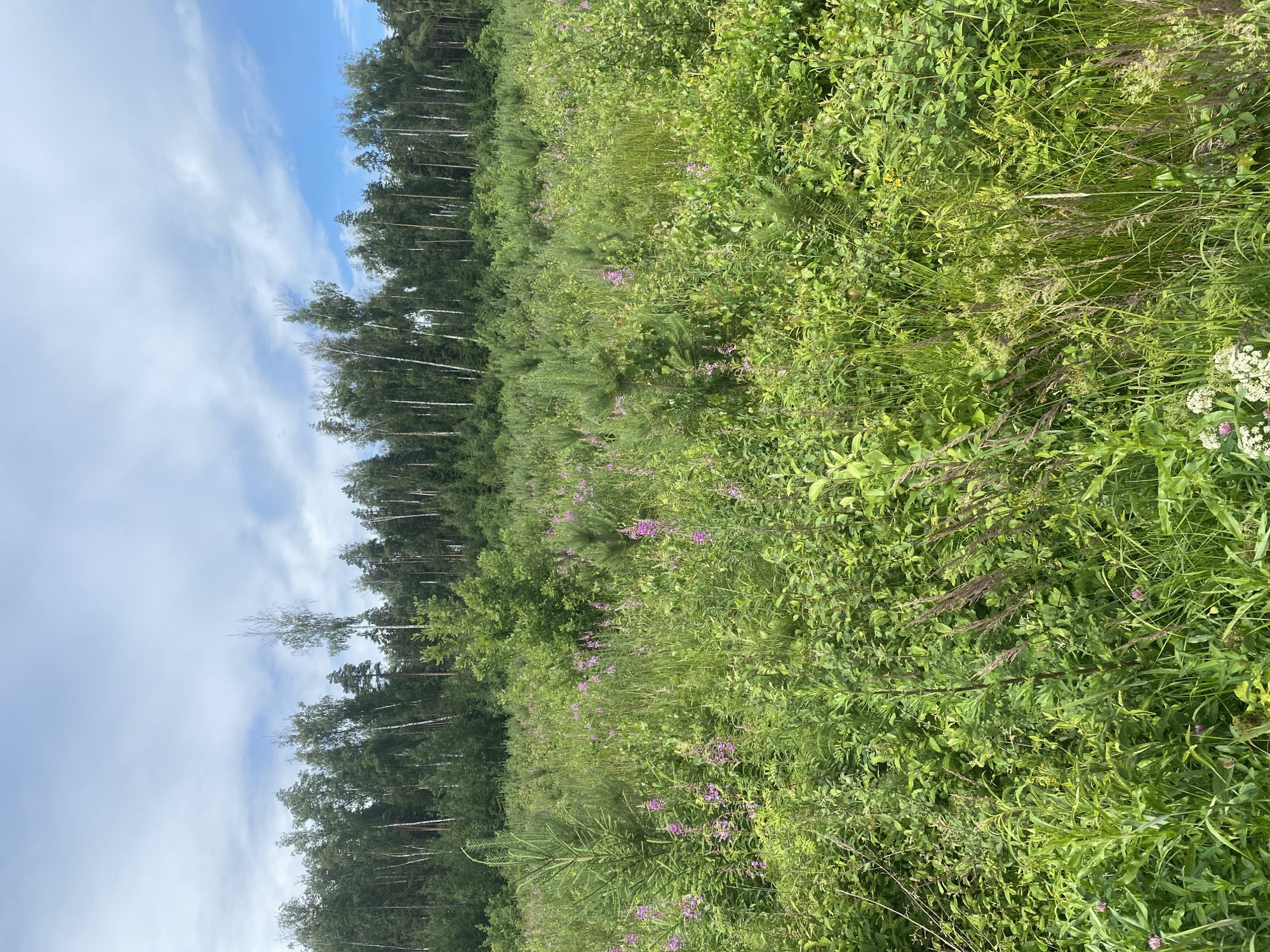 The image depicts a natural landscape with a dense forest in the background and a field of tall grass and wildflowers in the foreground. The forest consists of a mix of deciduous and coniferous trees, with a clear line of trees marking the edge of the forest. The field is predominantly green, with patches of pink and purple wildflowers scattered throughout. There are several young evergreen trees interspersed within the field, suggesting regrowth or a managed clearing. The sky above is partly cloudy with patches of blue sky visible. The scene appears to be a natural environment in or around Kalitino, Russia, given the context. There are no people or man-made structures visible in the image, indicating a focus on the natural environment. The lighting suggests it is daytime, likely late morning or early afternoon, with the sun illuminating the scene. The overall impression is one of a wild, uncultivated natural area.