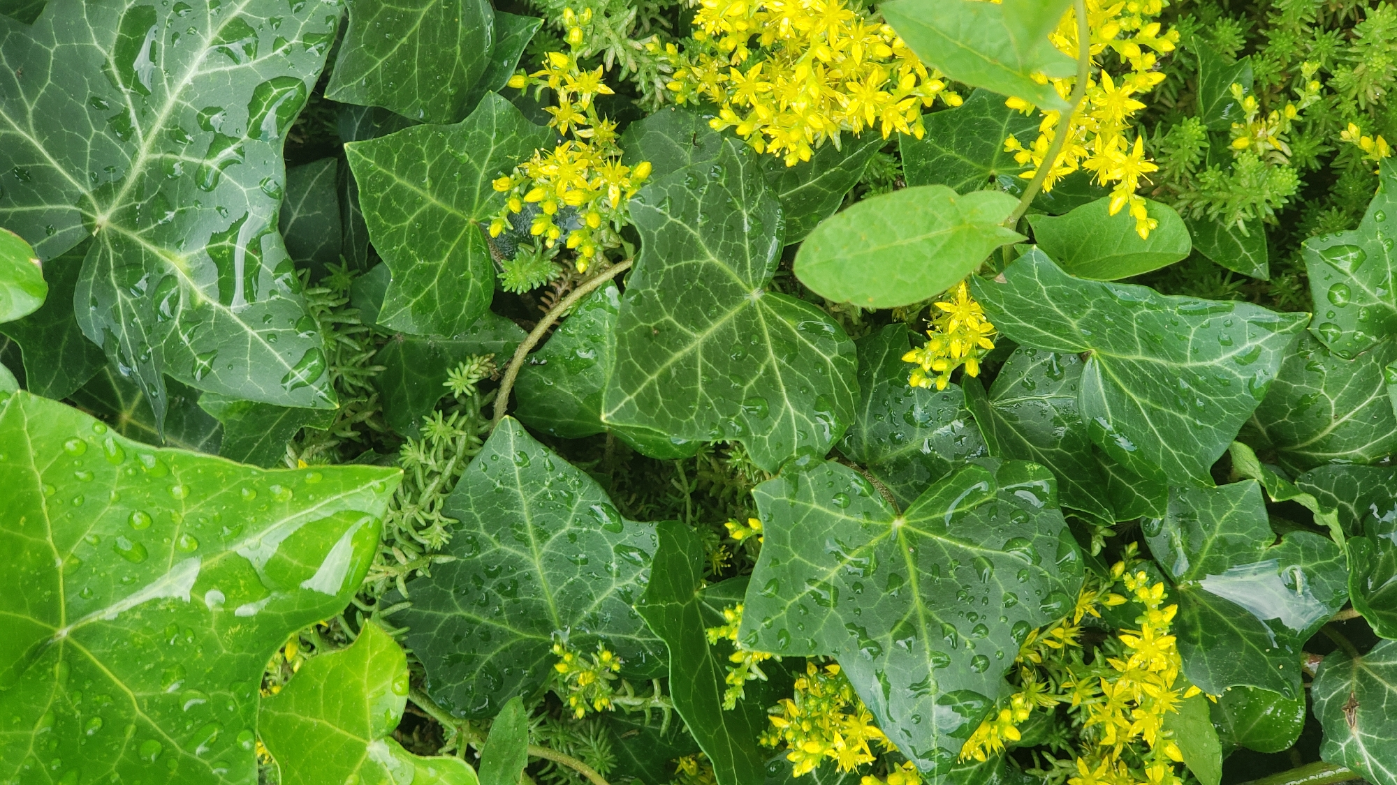 This is a close-up, overhead, full-frame shot of lush green ivy leaves and bright yellow flowers. The leaves are wet, with visible water droplets on their surfaces, suggesting recent rain or dew. The ivy leaves are varied in size and shape, some appearing smooth and others with defined veins. Interspersed among the ivy are clusters of small, star-shaped yellow flowers, some in bloom and others as buds. The overall impression is one of vibrant, natural growth, likely in a garden or park setting. There are no people or animals visible in the image. The scene appears to be an outdoor environment in Prešov, Slovakia, given the context of the prompt, likely a detail of vegetation.