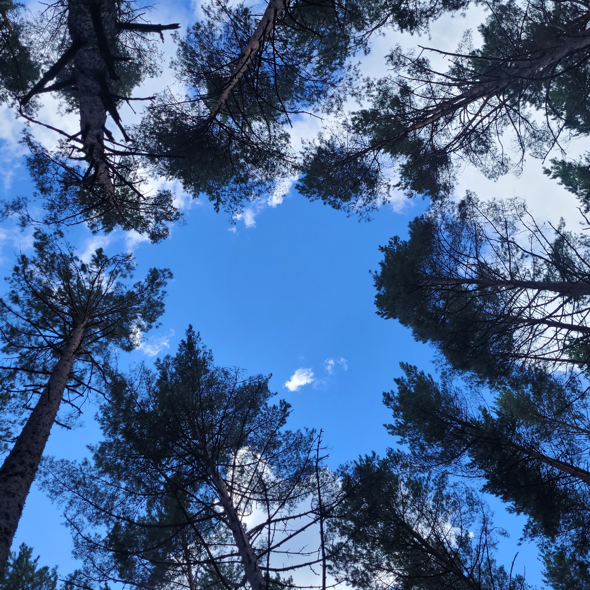 The image is a low-angle, wide shot of pine trees reaching towards a bright blue sky with scattered white clouds. The perspective is from beneath the trees, looking directly upwards. The pine needles are dark green, creating a dense canopy that frames the sky. The tree trunks are rough and textured, and branches extend outwards, some bare and others covered in foliage. The scene appears to be a forest or a wooded area. The location is specified as Jūrmala, Latvia. There are no people or animals visible in the image. The environment is natural, consisting of trees and sky.