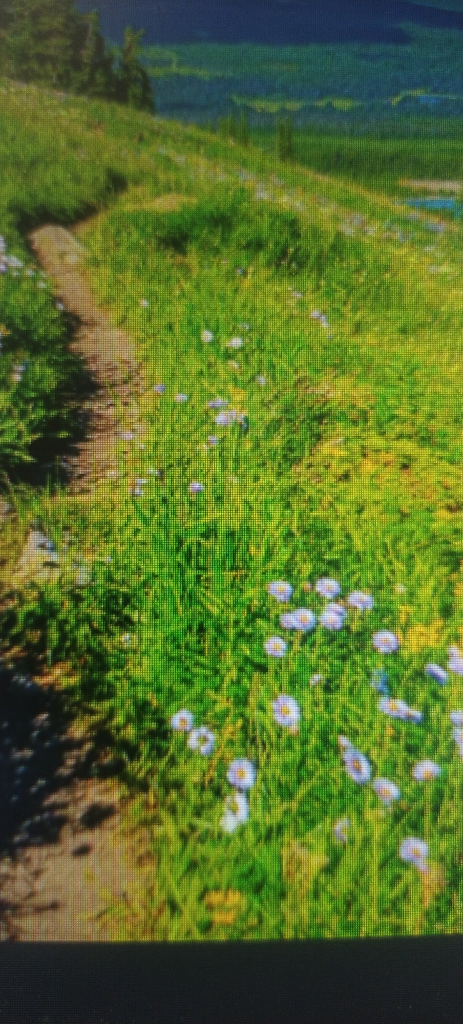 The image depicts a grassy hillside with a dirt path winding through it. Small white and purple flowers are scattered throughout the grass. In the background, there are distant hills and a dark forest. The lighting suggests it is daytime, possibly late afternoon due to the soft shadows. The scene is rendered with a pixelated quality, indicating it is a digital image, possibly from a video game or a low-resolution photograph. There are no people or animals visible in the image. The location in Nadtochii, Ukraine, is not discernable from the visual information provided in the image itself.