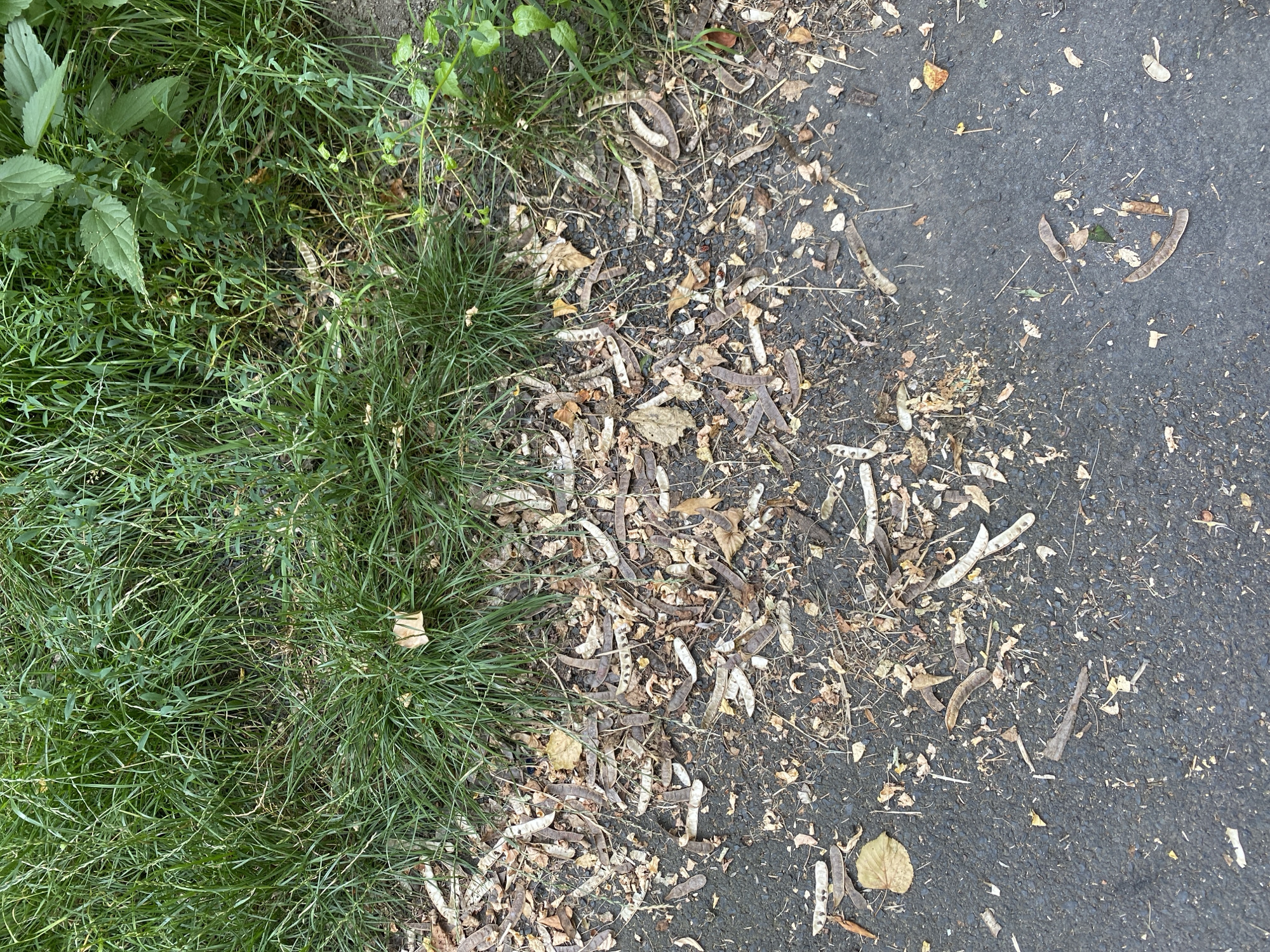 The image depicts a ground-level view of the edge of a grassy area next to an asphalt surface. The grassy area, visible in the upper portion of the image, is dense with green blades and some broader green leaves. Scattered within the grass and along the transition to the asphalt are numerous dried seed pods, small twigs, and fragmented dry leaves, appearing to be natural debris. The asphalt surface, taking up the lower portion of the image, is dark gray and also littered with the same organic debris, primarily seed pods of varying sizes and shapes, along with smaller pieces of dried plant matter. The debris suggests a natural environment, possibly a park or a roadside in Bílina, Czechia, where a tree or shrub that produces these pods has shed its seeds and leaves. There are no people or animals visible in the image. The scene is static and appears to be an outdoor environment.