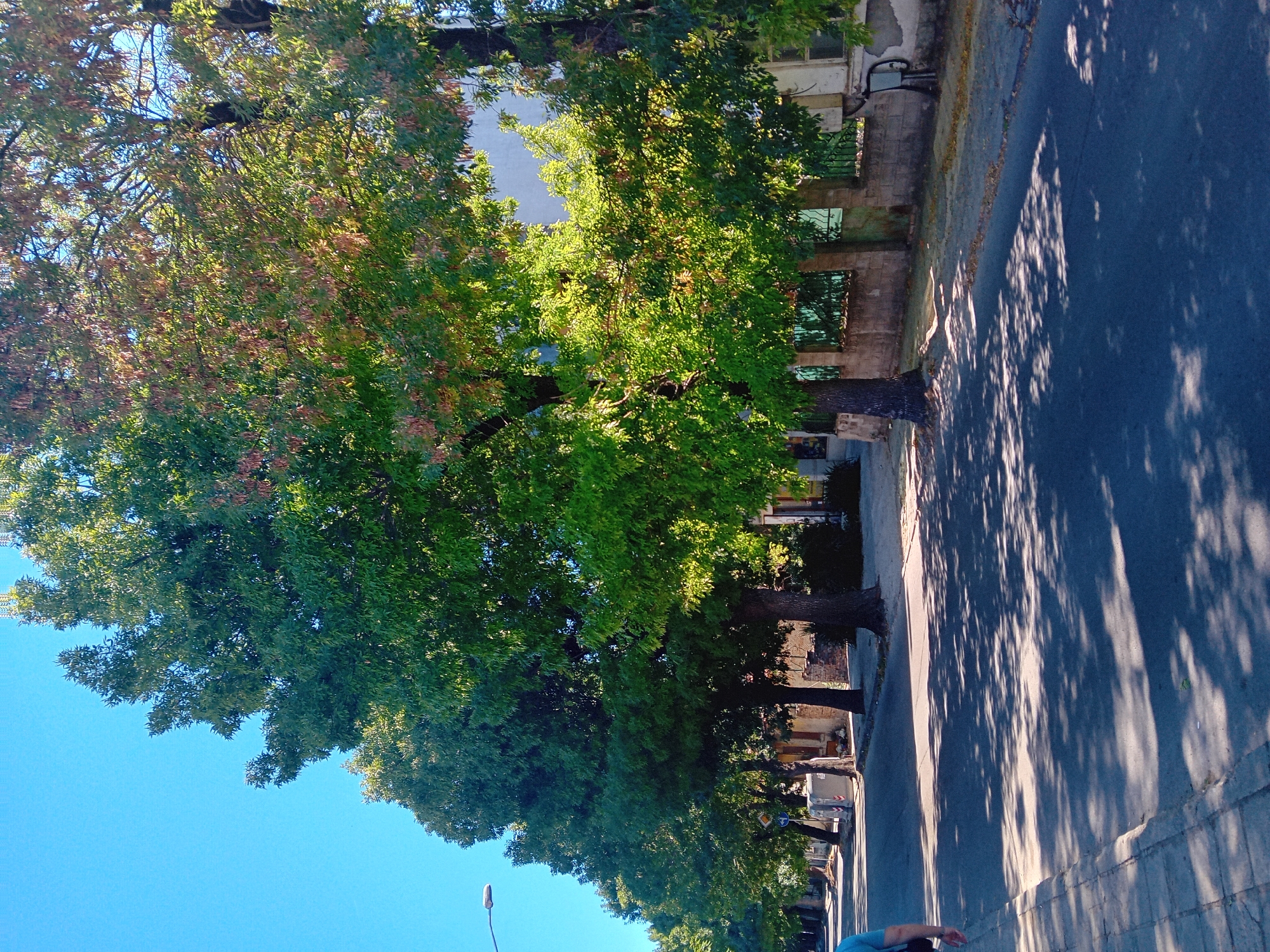The image shows a street lined with trees in Varna, Bulgaria. The trees are tall and leafy, with some showing hints of autumn colors. Sunlight filters through the leaves, casting dappled shadows on the asphalt road. A few buildings are visible behind the trees, with some appearing to be old or in disrepair. A street lamp can be seen in the background on the left side of the image. On the right side, a fence made of stone and metal runs along the properties. There is a grey trash bin on the sidewalk. A person in a blue shirt is partially visible walking on the left side of the street. The sky is clear and blue. The overall impression is a quiet street in a city on a sunny day.
