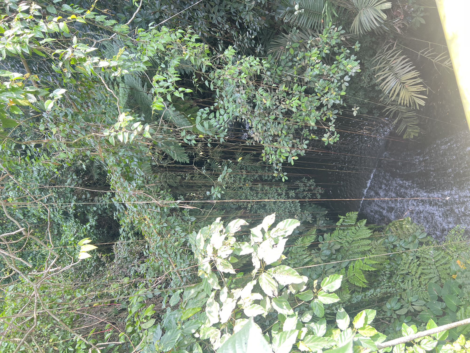 This is an overhead, high-angle shot of a narrow waterfall cascading into a dark pool of water. The scene is set within a dense, lush jungle environment characterized by an abundance of green foliage, including vines, large leaves, ferns, and palm fronds. Several thin, wiry vines hang down from the canopy, some reaching close to the water's surface. The water appears turbulent as it falls, with white foam visible. The overall impression is of a secluded, natural setting. The location is identified as Tampaksiring, Indonesia, which is known for its ancient temples and natural beauty, including waterfalls and rice terraces. No people or man-made structures are visible in the immediate vicinity of the waterfall, suggesting a natural or minimally developed area. The lighting suggests it is daytime, with dappled sunlight filtering through the thick canopy.