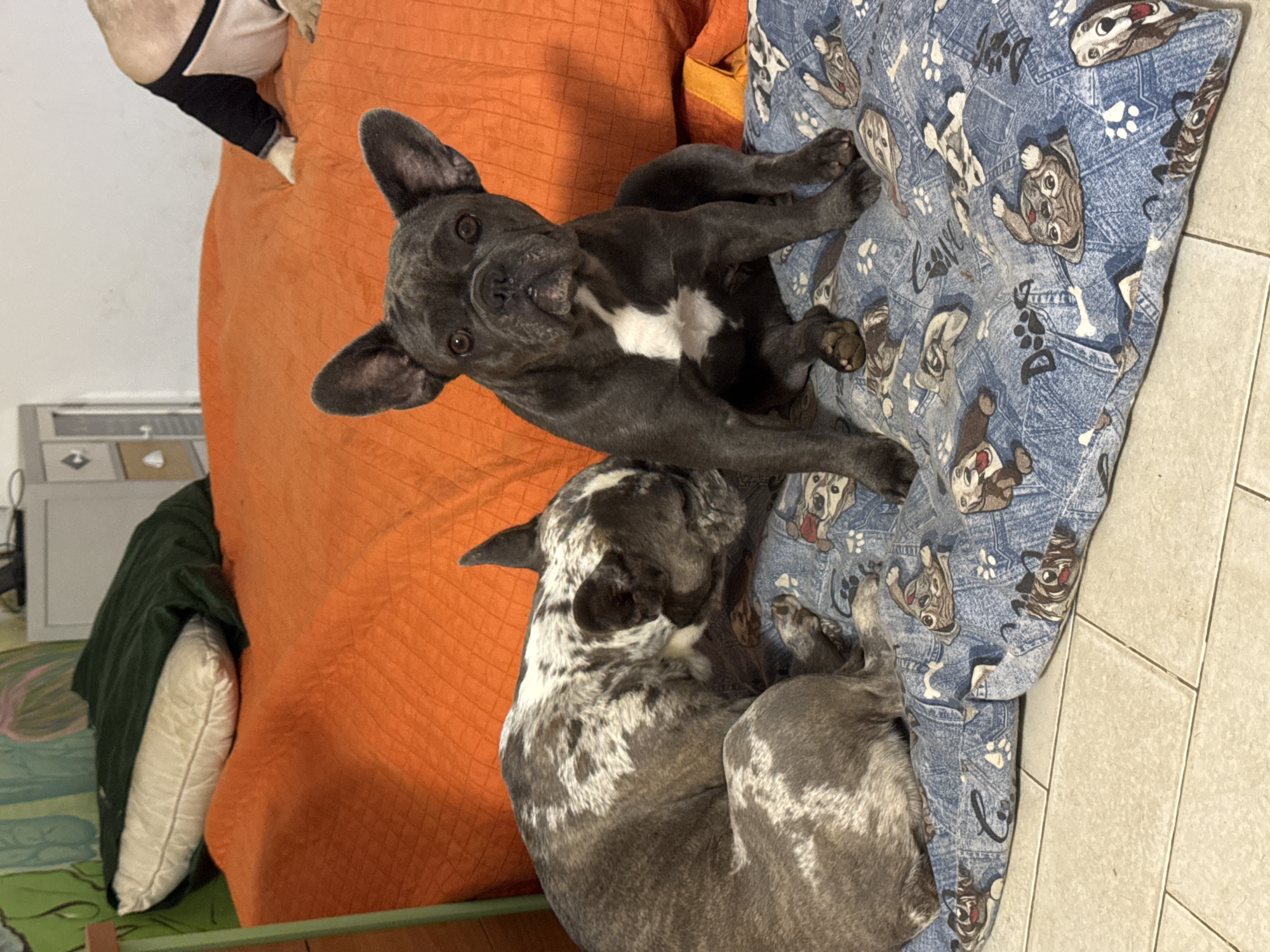 Two French Bulldogs are resting on a blue blanket with a dog-themed pattern. The dog on the left has a brindle coat with white patches and is lying down, appearing to be grooming or nuzzling the blanket. The dog on the right is dark gray with a white chest patch and is sitting upright, looking towards the camera. They are on a surface that appears to be a floor, possibly in a home environment. Behind them, an orange quilted surface is visible, resembling a bed or sofa, with a pillow covered by a dark green cloth. In the background, a white piece of furniture with drawers is partially visible, along with a wall. The lighting suggests an indoor setting, possibly in San Benedetto del Tronto, Italy, given the context of the prompt. There is no indication of outdoor elements or specific San Benedetto del Tronto landmarks.