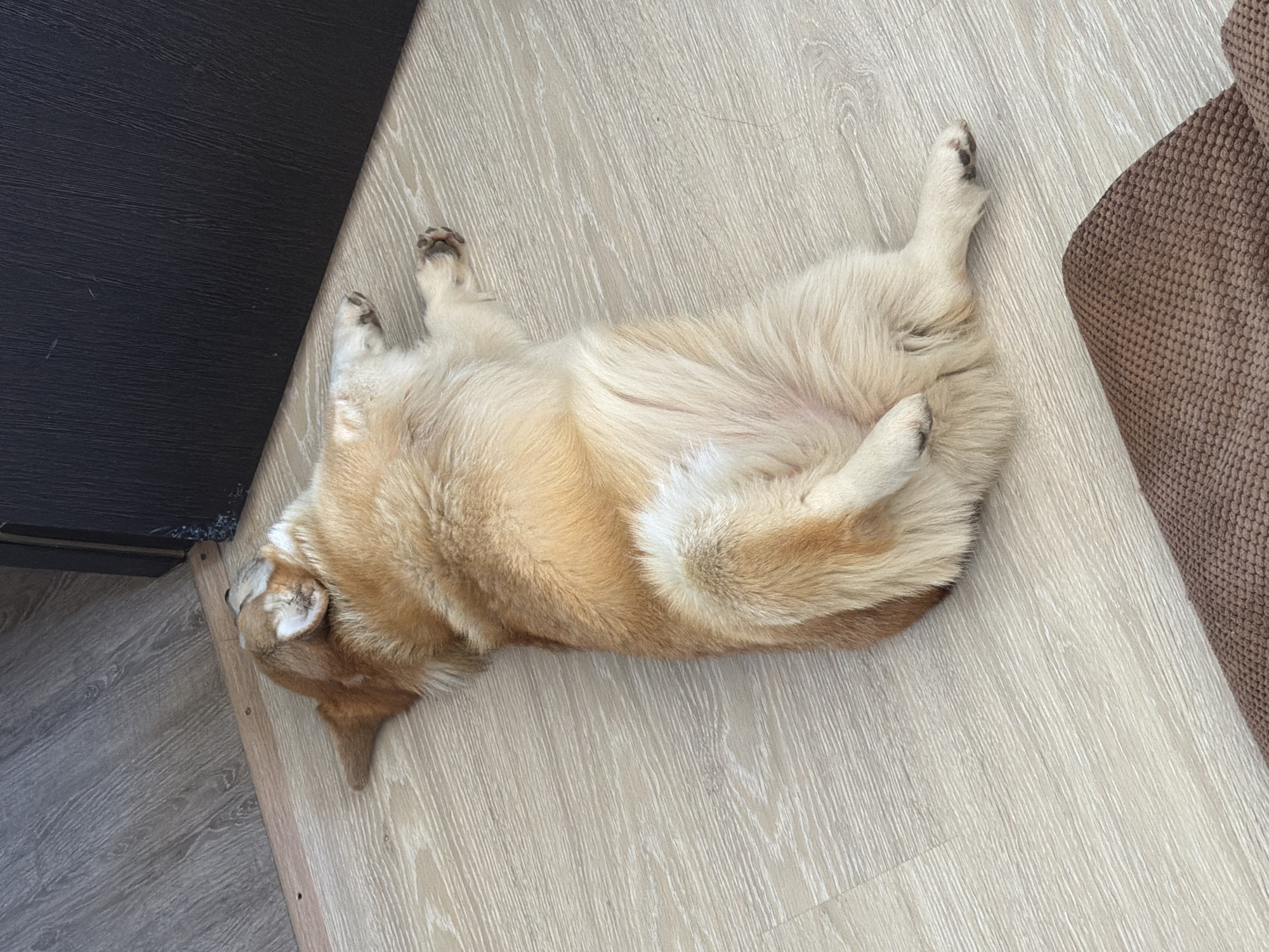 A light brown and tan corgi is lying on its back on a light-colored wooden floor. The dog is positioned between a dark brown cabinet on the left and a brown couch on the right. The location is assumed to be somewhere in the city of Chaikovsky, Russia.