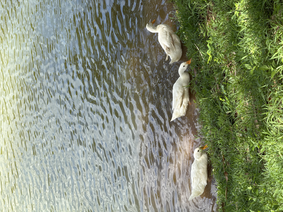 Three white ducks line the edge of a pond, the bank covered in vibrant green grass. The water ripples with reflections of light and shadow, creating an abstract pattern. The ducks are positioned at different points along the bank, with one slightly further out into the water than the others. Their white plumage contrasts with the dark water and bright green foliage.