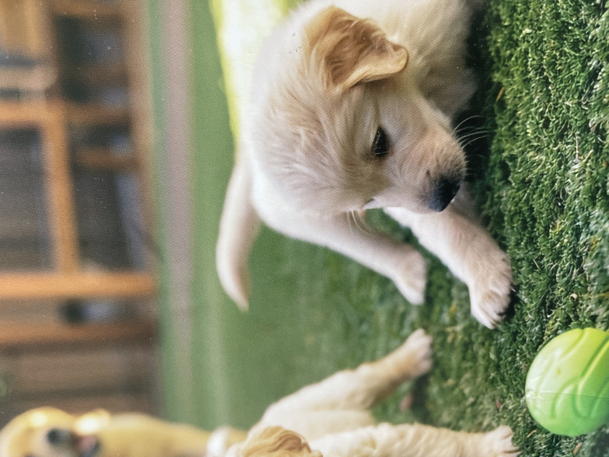 The media file displays a charming scene featuring two golden retriever puppies on green grass, captured in bright daylight. The image exhibits a visible halftone dot pattern, characteristic of a digital scan of a printed photograph.
The main subject is a light-colored golden retriever puppy, positioned centrally and looking towards the right side of the frame. Its soft, golden fur is visible, with its ears slightly perked. Its dark eyes and nose are clearly discernible, along with fine whiskers extending from its snout. The puppy appears to be sitting or lying down, with its paws visible on the textured grass.
In the bottom left corner, part of another golden retriever puppy's head and body can be seen, partially out of focus, suggesting more puppies or activity off-camera.
To the bottom right, a bright green, textured ball rests on the grass, hinting at play. The setting is outdoors, with vibrant green grass forming the immediate ground. The background is softly blurred, showing hints of a wooden structure or fence and additional greenery, indicating a garden or outdoor area.
The overall mood is peaceful and endearing, capturing the innocence of young puppies. There is no visible text in the image. The external location context provided is Sofia, Bulgaria, but the image itself does not contain specific visual cues to confirm this location. The original image is rotated 90 degrees clockwise.
