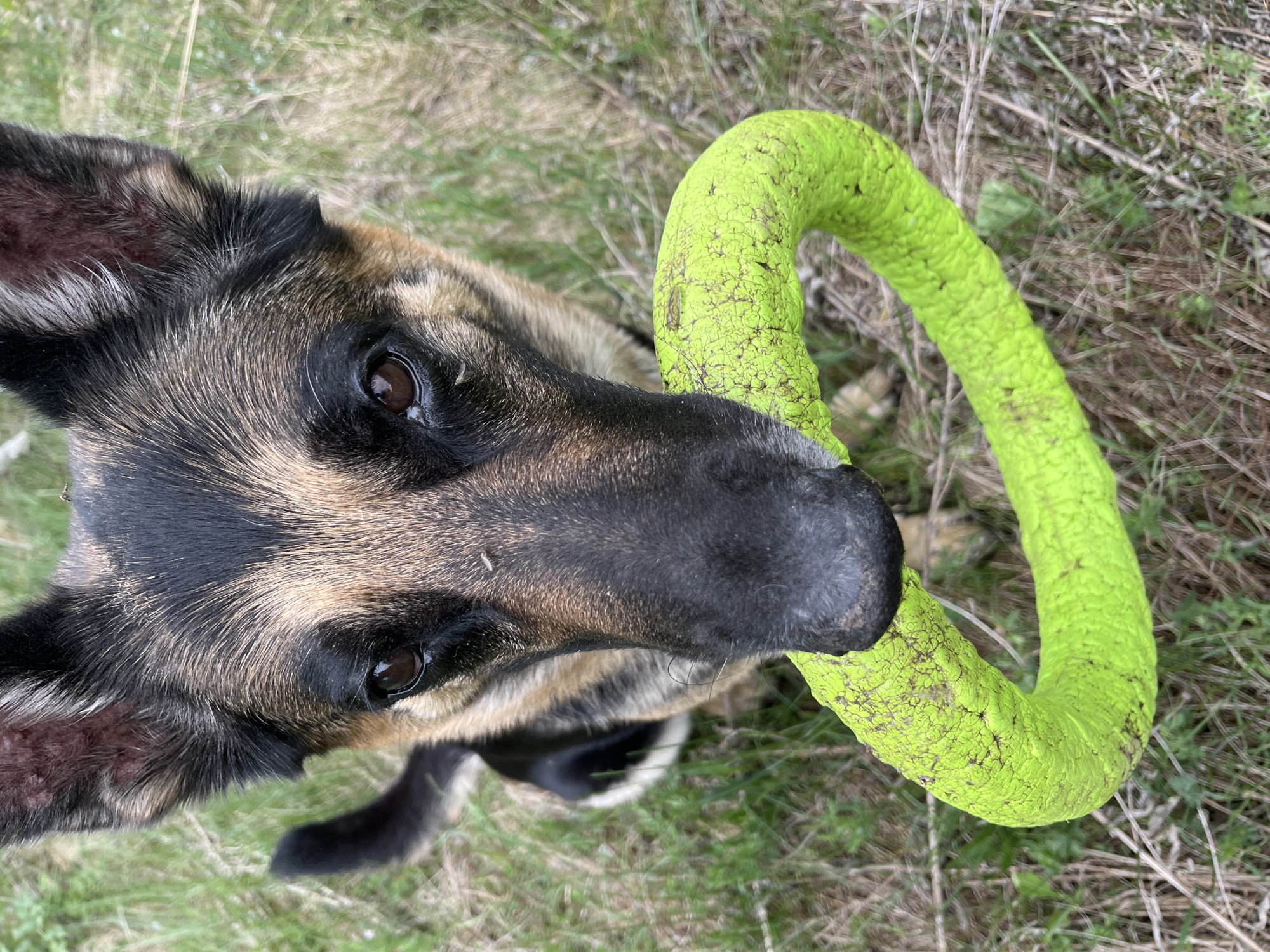 A German Shepherd dog, seen from above, holds a green, textured ring toy in its mouth. The dog has dark brown fur with tan and black markings on its face. The eyes are dark brown. The dog and toy are situated on a patch of grass with some dry vegetation visible. The location is unspecified and cannot be deduced from the image. The city of Nizhny Tagil, Russia, cannot be determined from the provided context.