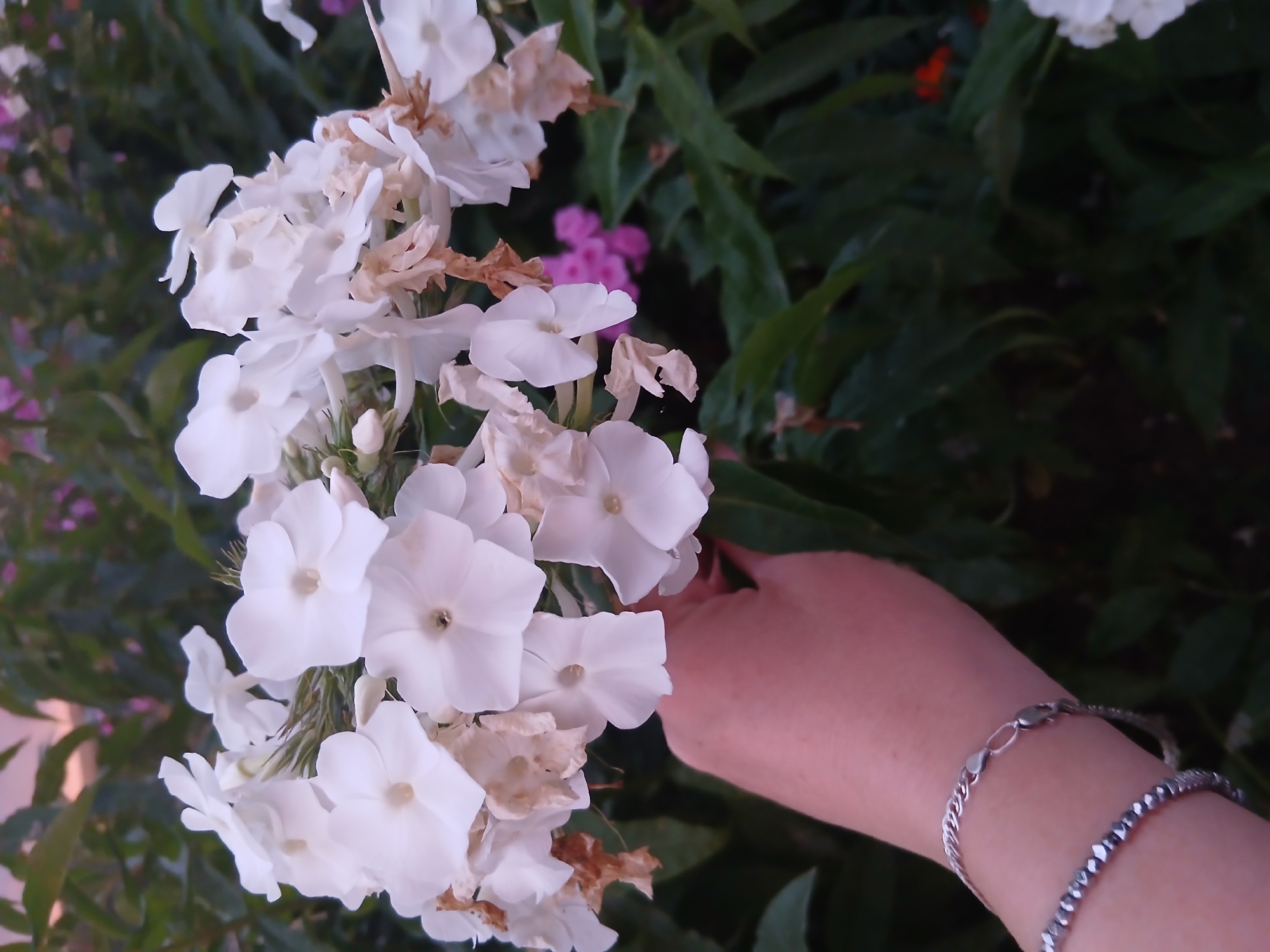 A close-up, medium shot shows a person's hand, adorned with two silver bracelets, reaching out to hold a cluster of white flowers. The flowers are in focus, with some brown, dried petals interspersed among the fresh white ones. In the blurred background, green foliage and a few pink flowers are visible. The scene appears to be outdoors, possibly in a garden or park setting. There is no information available to confirm the specific location in Bolshaya Usa, Russia.