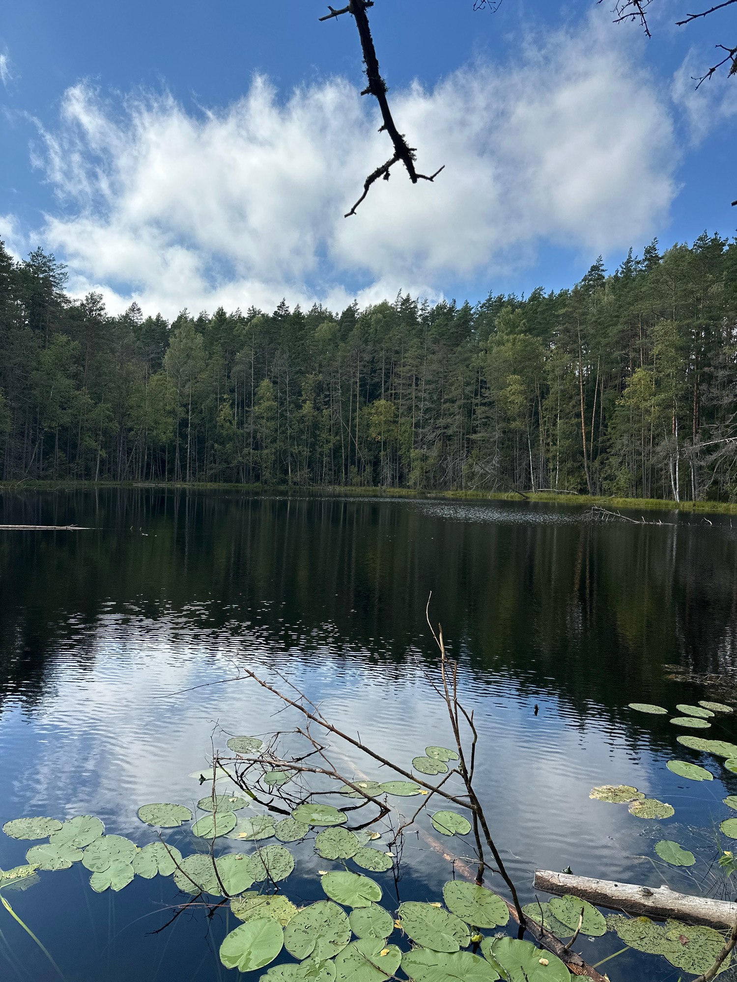 A serene, reflective lake is bordered by a dense forest of tall, slender trees under a bright blue sky with scattered white clouds. Lily pads dot the dark water in the foreground, with a fallen log partially submerged near the right edge. The scene captures the natural beauty of the Свірскі сельскі Савет in Belarus.