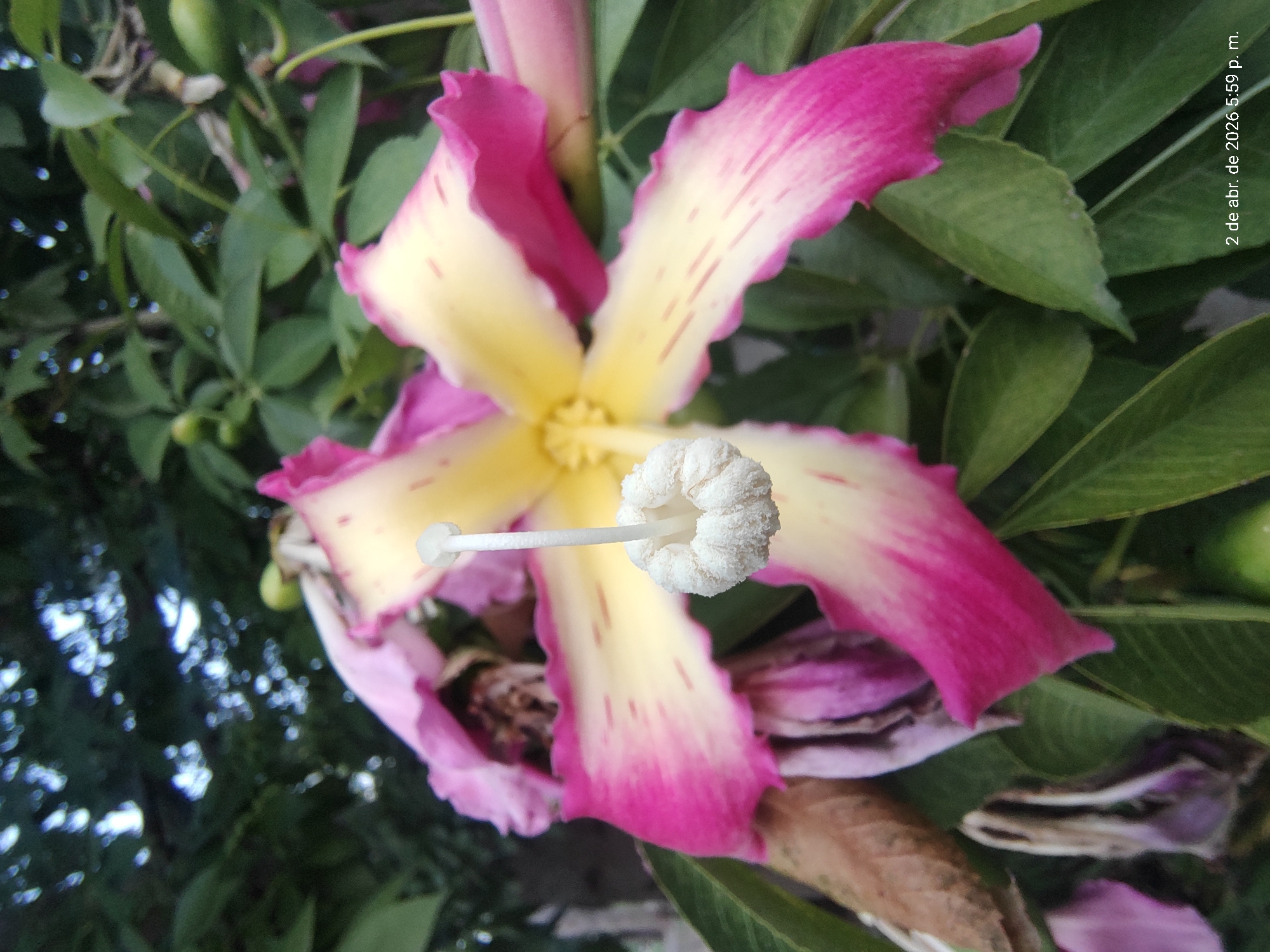 The image shows a close-up of a flower with pink and yellow petals, a white pistil, and green leaves in the background. The photo was taken on April 2, 2026, at 5:59 PM. The flower appears to be a Ceiba speciosa, also known as a silk floss tree. There is no information in the image to confirm the location in Villa Domínico, Argentina.