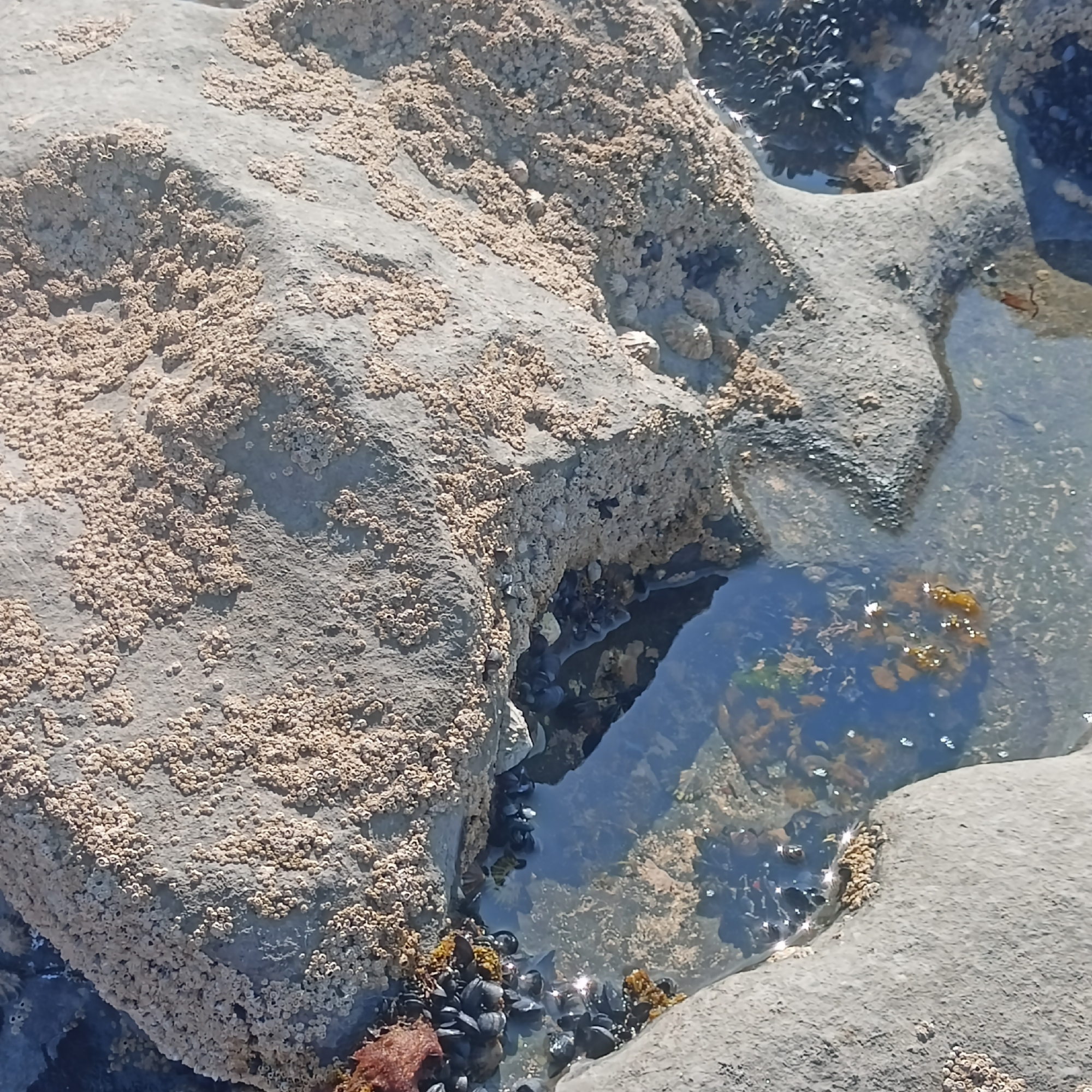 The image shows a close-up view of rocks and tide pools on a beach in Fanore, Ireland. The rocks are covered in a multitude of small, white, cone-shaped barnacles, with some larger, shell-like organisms interspersed. A clear tide pool is visible, reflecting the sky and containing a cluster of dark mussels. Underwater, strands of brown and green seaweed can be seen attached to the submerged rocks. The overall scene depicts a rocky shoreline ecosystem exposed at low tide.