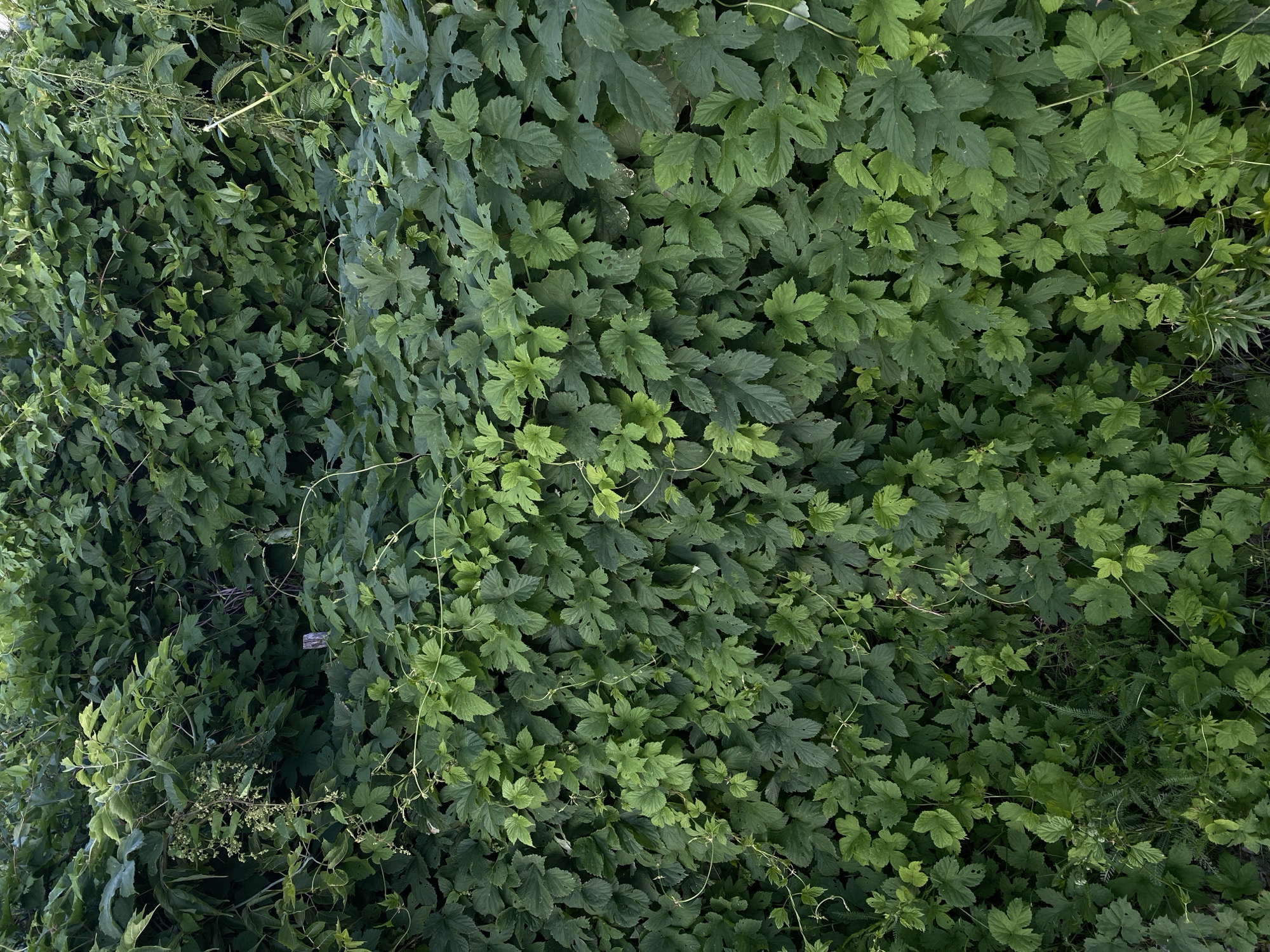 This is a high-angle, full-frame shot of dense, leafy green foliage, likely a wall of plants or vines. The leaves are predominantly a deep green, with some lighter green accents suggesting new growth or varying light exposure. The leaves are varied in shape and size, with some appearing lobed and palm-like, characteristic of plants such as hops. Thin, wiry vines are visible, weaving through the dense foliage, indicating a climbing or trailing growth habit. The overall impression is one of lush, untamed nature.
The image appears to be taken outdoors, given the natural light and the type of vegetation. The lighting suggests it could be daytime, but the density of the foliage creates many shadowed areas, making it difficult to pinpoint the exact time. There are no people or man-made objects visible, focusing solely on the natural textures and colors of the plants. The setting is likely a garden, park, or natural area where plants are allowed to grow freely.
There is no visible text in the image. The image is rich in texture and depth due to the layering of leaves. The composition is dominated by the green hues, creating a natural and somewhat wild atmosphere. The location context of Oktyabr'skii, Russia, suggests a temperate climate where such dense vegetation would thrive during warmer months.