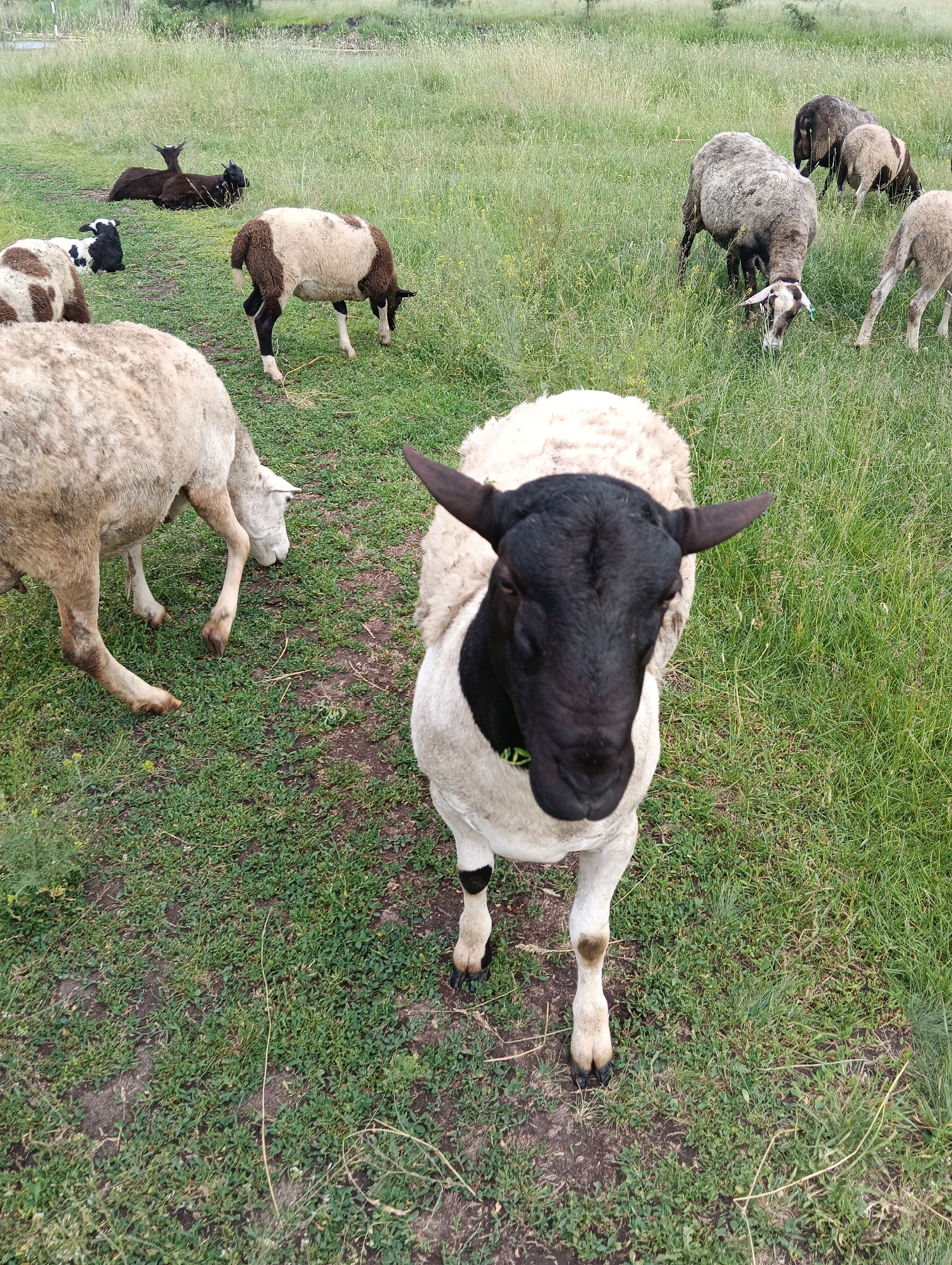 In an outdoor grassy field, a flock of sheep is grazing. The sheep are of various breeds and colors, with some predominantly white, others brown and white, and some entirely black. In the foreground, a sheep with a black head and white body faces the camera, its ears pointed forward. Other sheep are scattered throughout the field, some standing and grazing, while others are lying down. The environment appears to be a rural or semi-rural setting with a vast expanse of green grass under a cloudy sky.