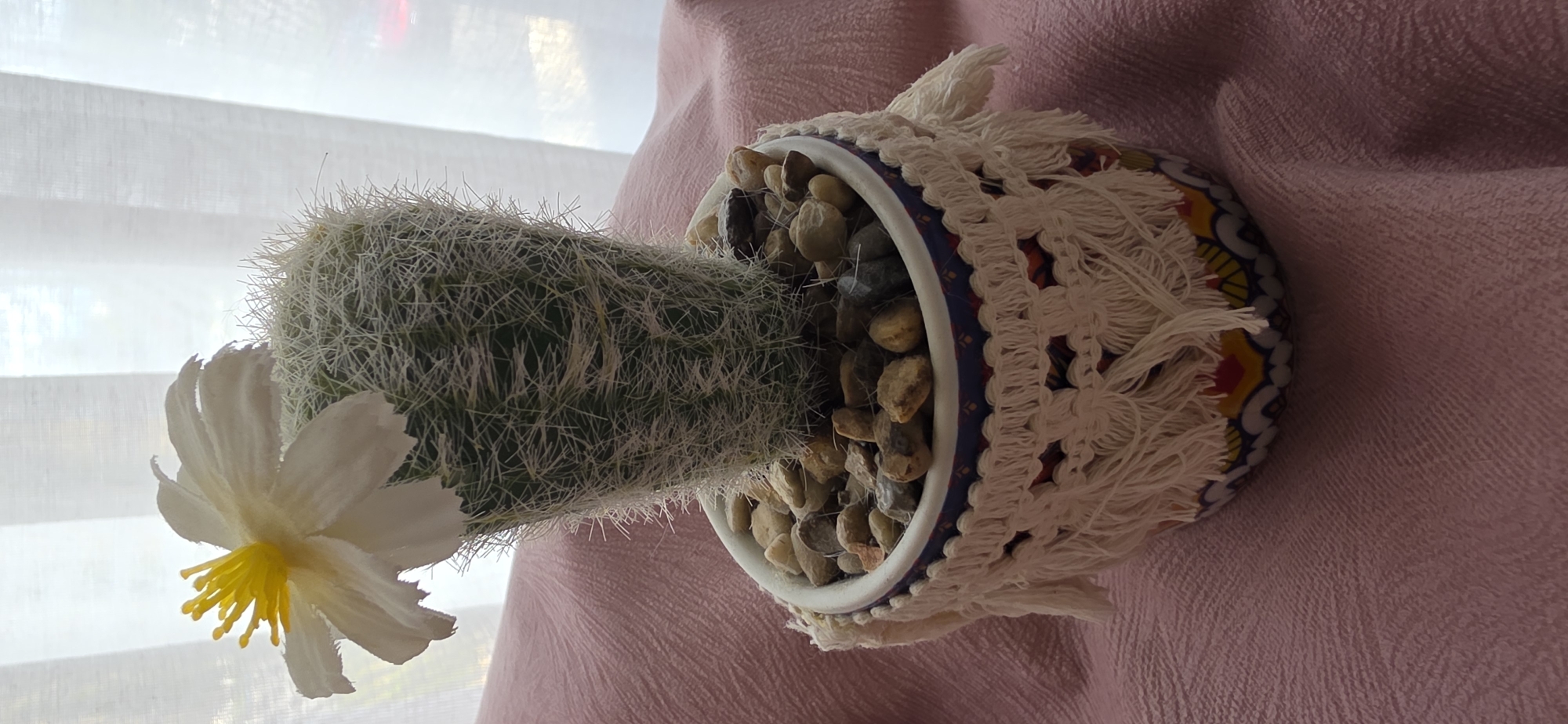 A close-up, eye-level, indoor shot features a potted cactus with a white and yellow flower at the top, positioned against a backdrop of sheer, white curtains. The cactus is situated in a decorative ceramic pot, adorned with a macrame cover and a colorful, patterned band around its base. The soil is covered with small, natural-colored pebbles. The cactus itself is cylindrical and densely covered in fine, white spines, giving it a fuzzy appearance. A single, delicate white flower with a bright yellow center blooms from its apex. The pot rests on a textured, pale pink fabric surface. The scene is well-lit, with soft light filtering through the curtains, creating a gentle, diffused illumination. There are no people or animals visible in the image. The overall impression is one of domestic tranquility and a focus on the natural beauty of the plant. The image is likely a photograph taken within a residence.