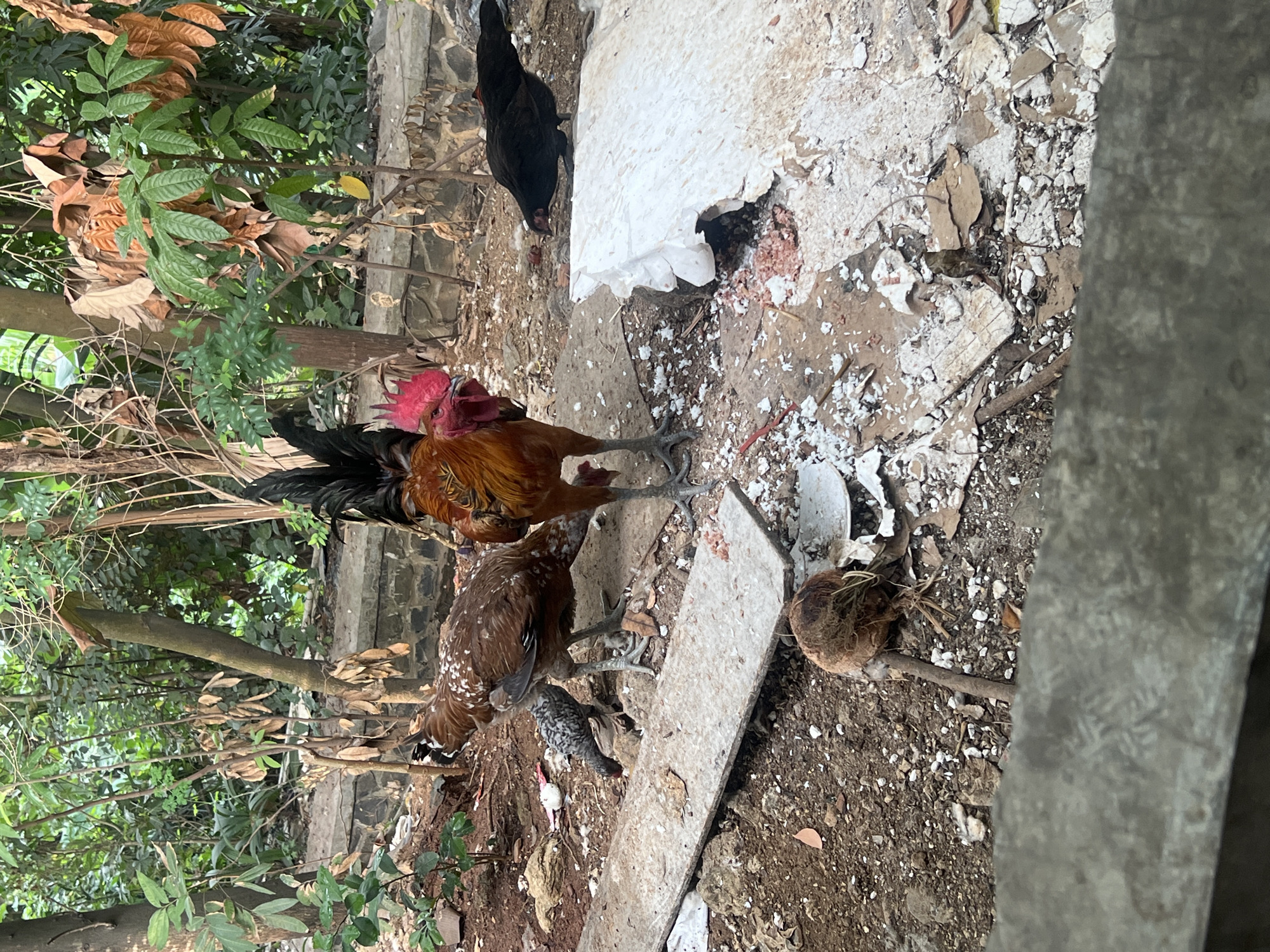 This is a medium shot, eye-level, outdoor photograph taken in the city of Klapanunggal, Indonesia. The scene depicts several chickens foraging in a cluttered, dirt-covered area with lush green foliage in the background.
In the foreground, a weathered, grey concrete ledge dominates the bottom of the frame. Behind it, the ground is composed of dark brown soil, scattered with small white and grey pebbles, dry leaves, and pieces of debris, including what appears to be broken white Styrofoam and possibly cement fragments. A coconut husk rests on the ground, attached to a thin stick.
The main subjects are four chickens. A large rooster, predominantly orange and red with a black tail, stands prominently in the center of the frame, facing slightly left. Its bright red comb and wattle are clearly visible. To its left, a hen with brown and white speckled feathers pecks at the ground. Another smaller, grey and white speckled chicken is partially obscured behind the hen. To the right of the rooster, a black hen is visible, with its head down as if feeding.
The environment suggests a somewhat unkempt outdoor area, possibly a yard or alleyway, with a stone wall and dense vegetation behind the chickens. The lighting indicates it is daytime, with natural light illuminating the scene.