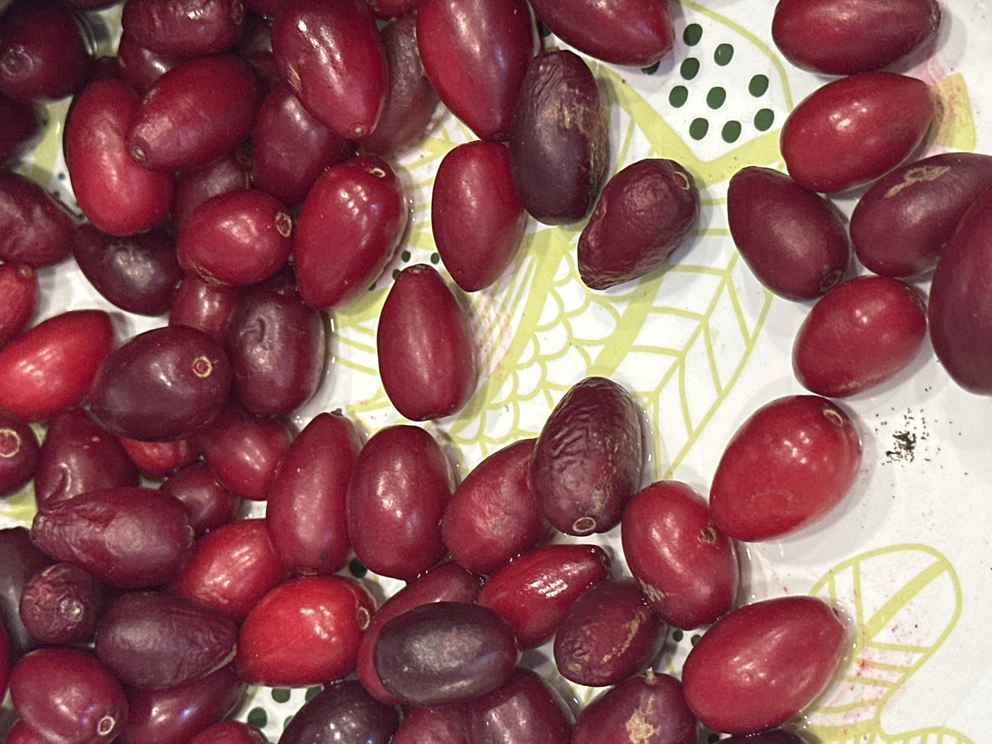 A close-up, overhead shot displays a collection of ripe cranberries scattered across a white, patterned surface. The cranberries vary in color from deep crimson to a dark, purplish-red. Some berries appear smooth and plump, while others show slight wrinkles or indentations. A few berries have small, light-colored scars or dots on their surfaces. The white surface beneath the cranberries is decorated with a repeating pattern of light green, abstract shapes and green dots. There is no indication of any specific location in Nevinnomyssk, Russia.