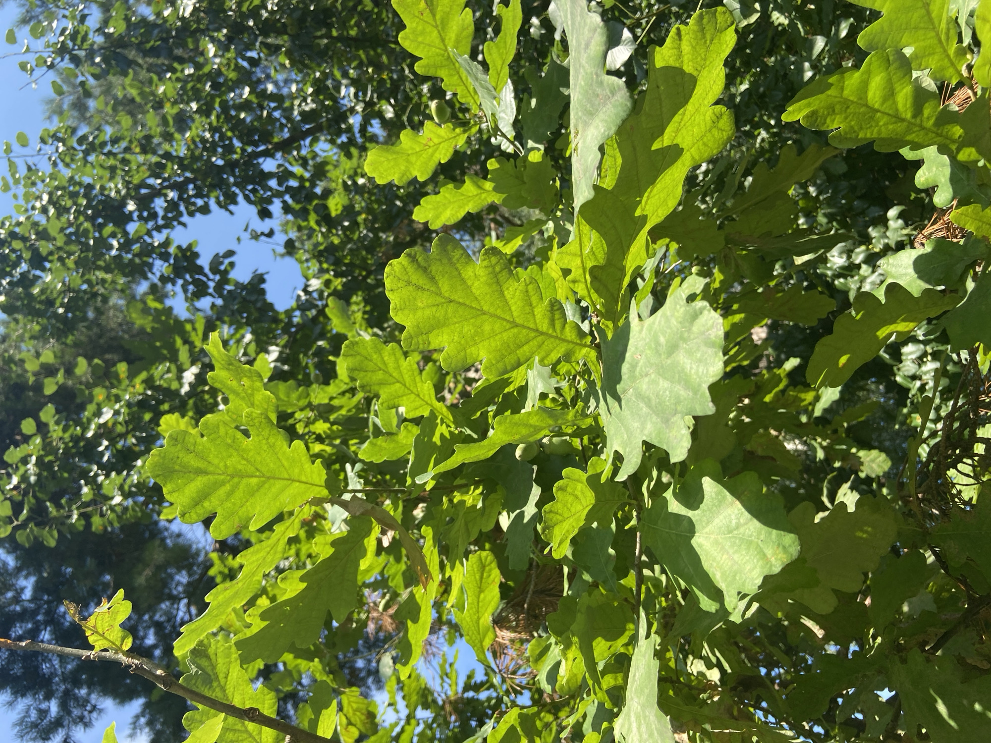 The image is an outdoor, close-up shot of oak leaves against a backdrop of green foliage and a clear blue sky. The leaves are vibrant green, with distinct lobes characteristic of oak trees. Sunlight filters through the leaves, creating patterns of light and shadow. The overall scene suggests a natural environment, possibly a park or forest area. There are no people or man-made structures visible in the image.
The image was taken in Balashikha, Russia.