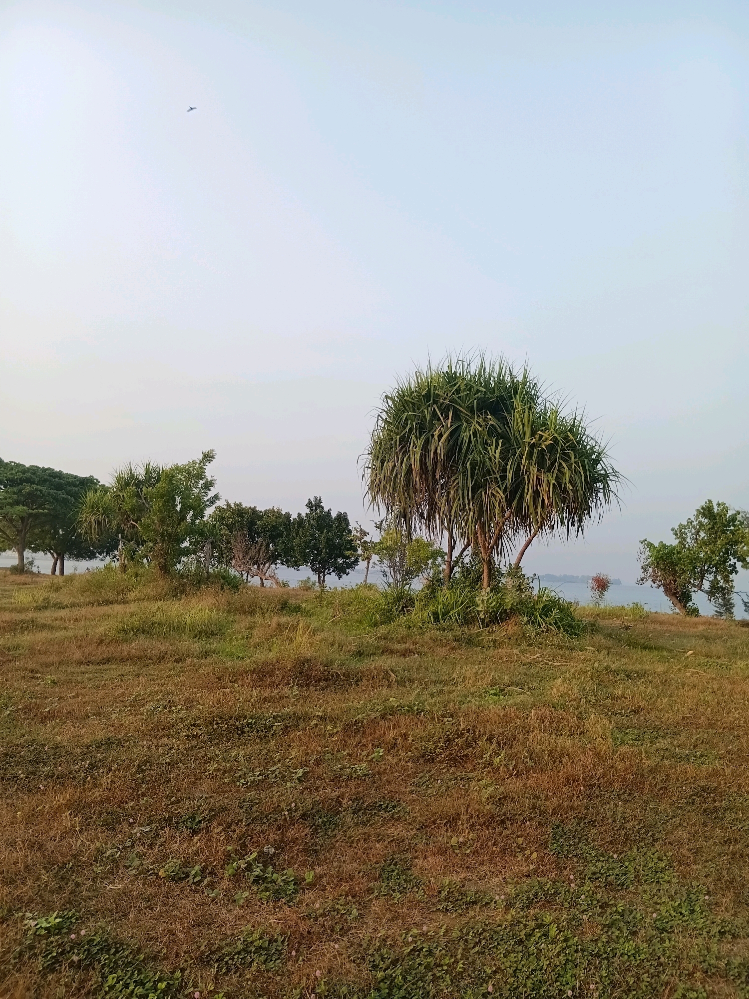 The image depicts an outdoor scene on a slight incline, likely in Cikal, Indonesia. The foreground is dominated by dry, brown grass with scattered green clover-like plants. A group of trees stands on the elevated ground in the midground. The most prominent tree, a Pandanus species, has a rounded canopy of long, spiky leaves. To its left are smaller trees with broader leaves, and further to the left, a large, mature tree with a dense, rounded crown is visible. In the background, a calm body of water, possibly the sea or a large lake, stretches across the horizon, with a faint, hazy outline of distant land. The sky is a pale blue, with a small, dark silhouette of an airplane visible high in the upper left quadrant. The overall atmosphere is serene and natural.